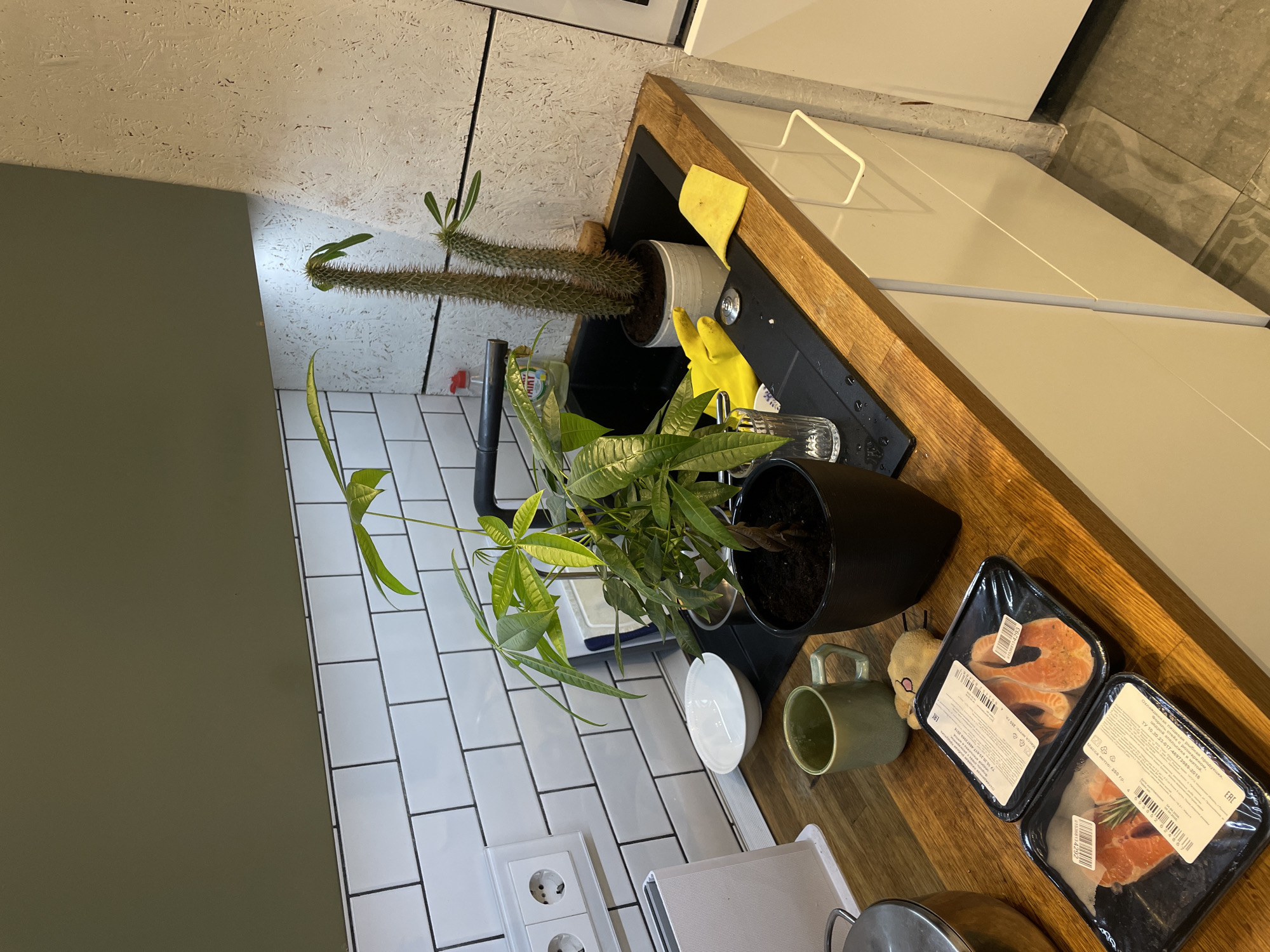 Here is a forensic description of the image.
The image depicts a kitchen setting. Two potted plants are visible, one appearing to be a Madagascar palm or similar succulent type plant in a grey pot, and the other a Money Tree plant in a black pot. Both are near a kitchen sink. Next to the Money Tree plant, there is a white bowl, a green mug, and a small plush toy, likely a bear or similar animal. On the wooden countertop, there are two black plastic containers filled with pieces of salmon, potentially for cooking. The sink contains a yellow dish cloth and yellow rubber gloves.
The kitchen features white square tiles on the wall behind the plants and sink, along with an electrical outlet. A portion of a green-painted wall is also visible on the left side of the image. The countertop has a wooden trim. Cabinets with white doors are adjacent to the countertop.
The OCR indicates that the weight of the salmon in the containers is 250 grams and the manufacturer/brand is "ERC", it also indicates that the location is probably Moscow, Russia.