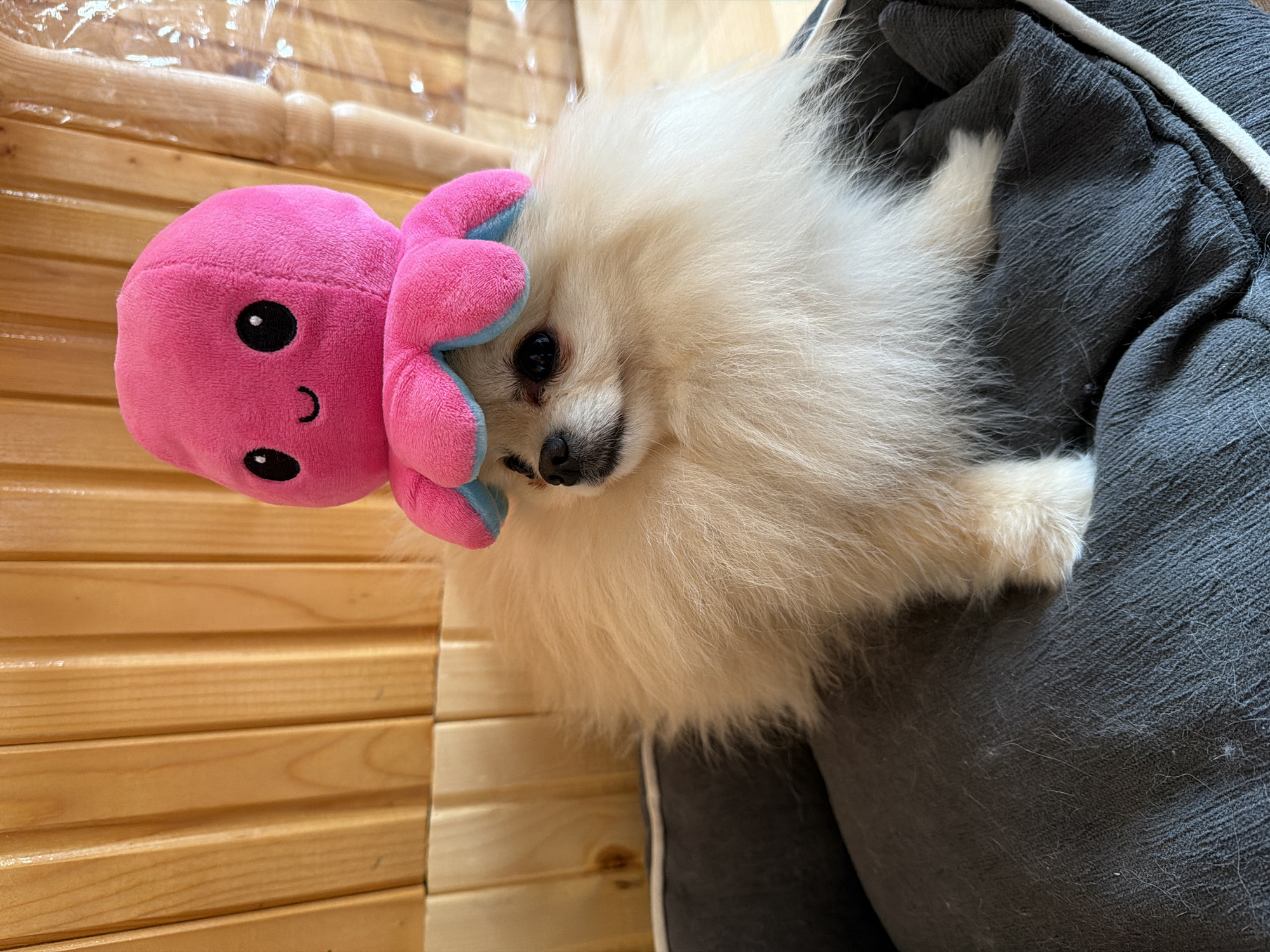 A white Pomeranian dog lies on a gray fabric surface, likely a cushion or bed. The dog is wearing a pink plush octopus toy on its head. The dog is oriented diagonally, with its head near the left side of the frame. To the left of the dog is a wooden surface of evenly spaced slats, possibly a table or bench. The setting appears to be indoors. The location is unknown; Brestovene, Bulgaria is not evident in the image.