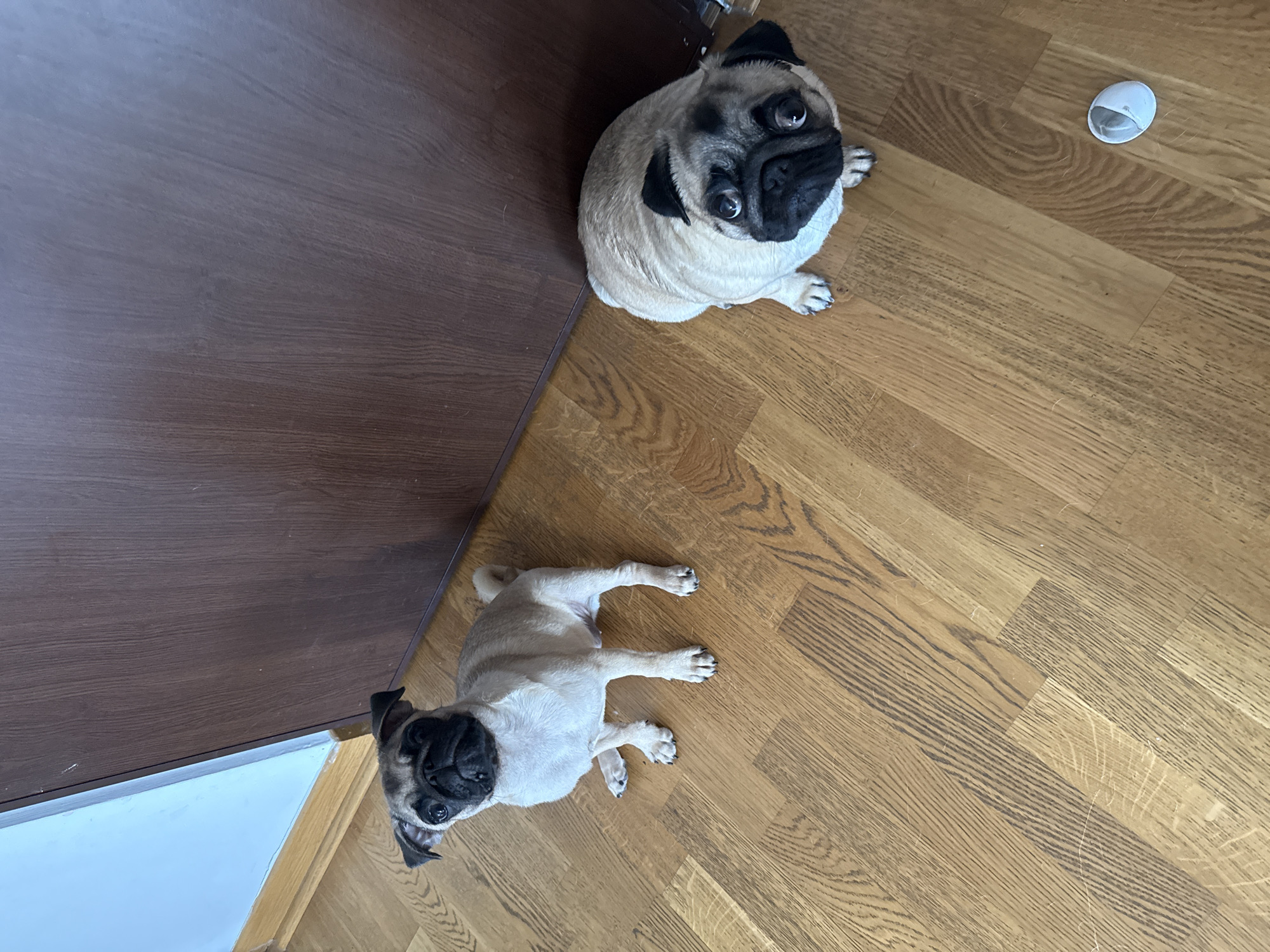 Two pugs are sitting on a wooden floor next to a brown wooden door. The pug on the left is looking up towards the camera. The pug on the right is also looking up towards the camera, with a more intense expression. The floor is made of hardwood planks. There is a white object on the floor near the pug on the right.