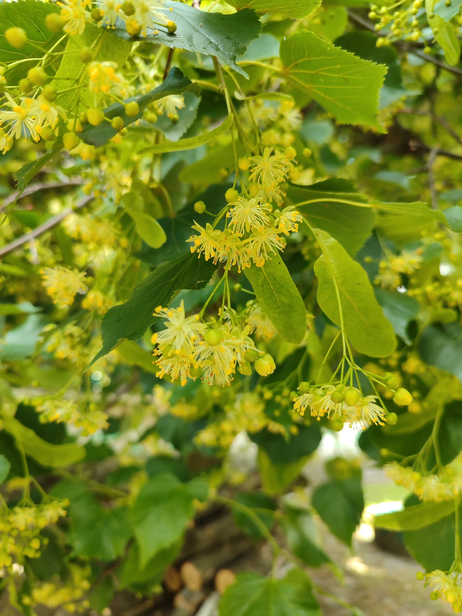 This is a close-up, eye-level, outdoor shot of linden tree blossoms and leaves. The blossoms are small, yellow, and clustered together on delicate stems. Some of the blossoms are fully open, revealing numerous thin, yellow petals and stamens. Others are still in bud form, appearing as small, green spheres. The leaves are heart-shaped and a vibrant green color, with serrated edges. The background is softly blurred, with hints of other foliage and what appears to be wooden debris on the ground. The image conveys a sense of natural beauty and the bloom of spring or early summer. No people or specific location markers within Lozuvatka, Ukraine, are visible.