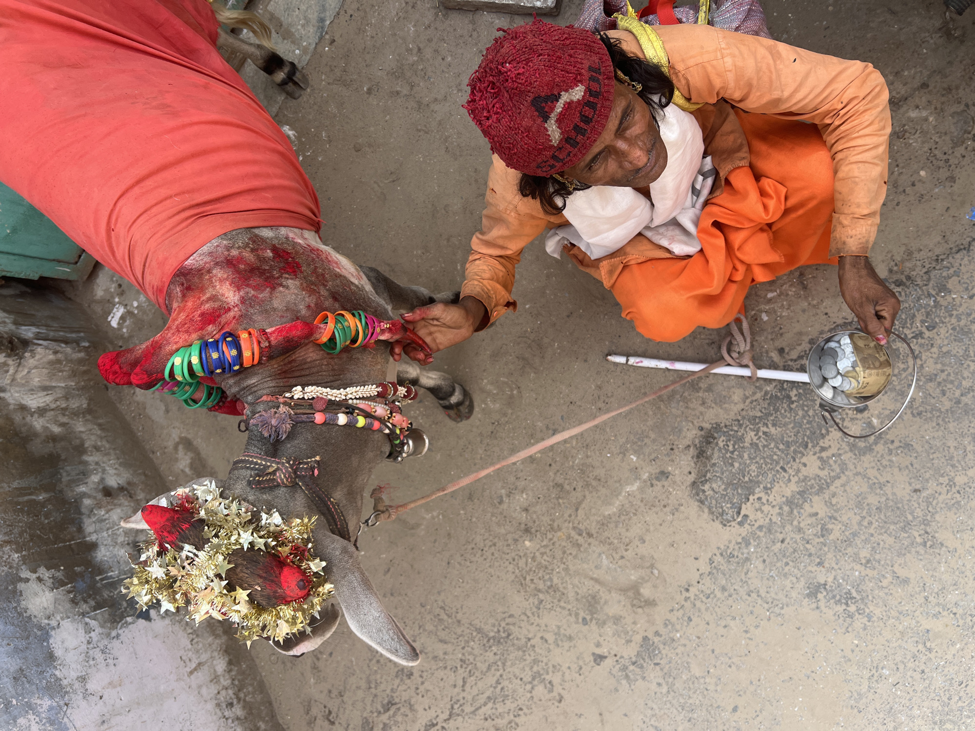 In Pushkar, India, a man in orange robes and a red knitted hat sits on the ground next to a decorated grey bull. The bull is adorned with a floral headdress, red markings on its horns and forehead, and colorful bangles around its neck. A red cloth is draped over the bull's body. The man is holding a small metal bowl filled with coins and banknotes, possibly for alms. A thin rope connects the bull to the man. The ground is a dusty, textured surface, and a faint wall is visible in the background.