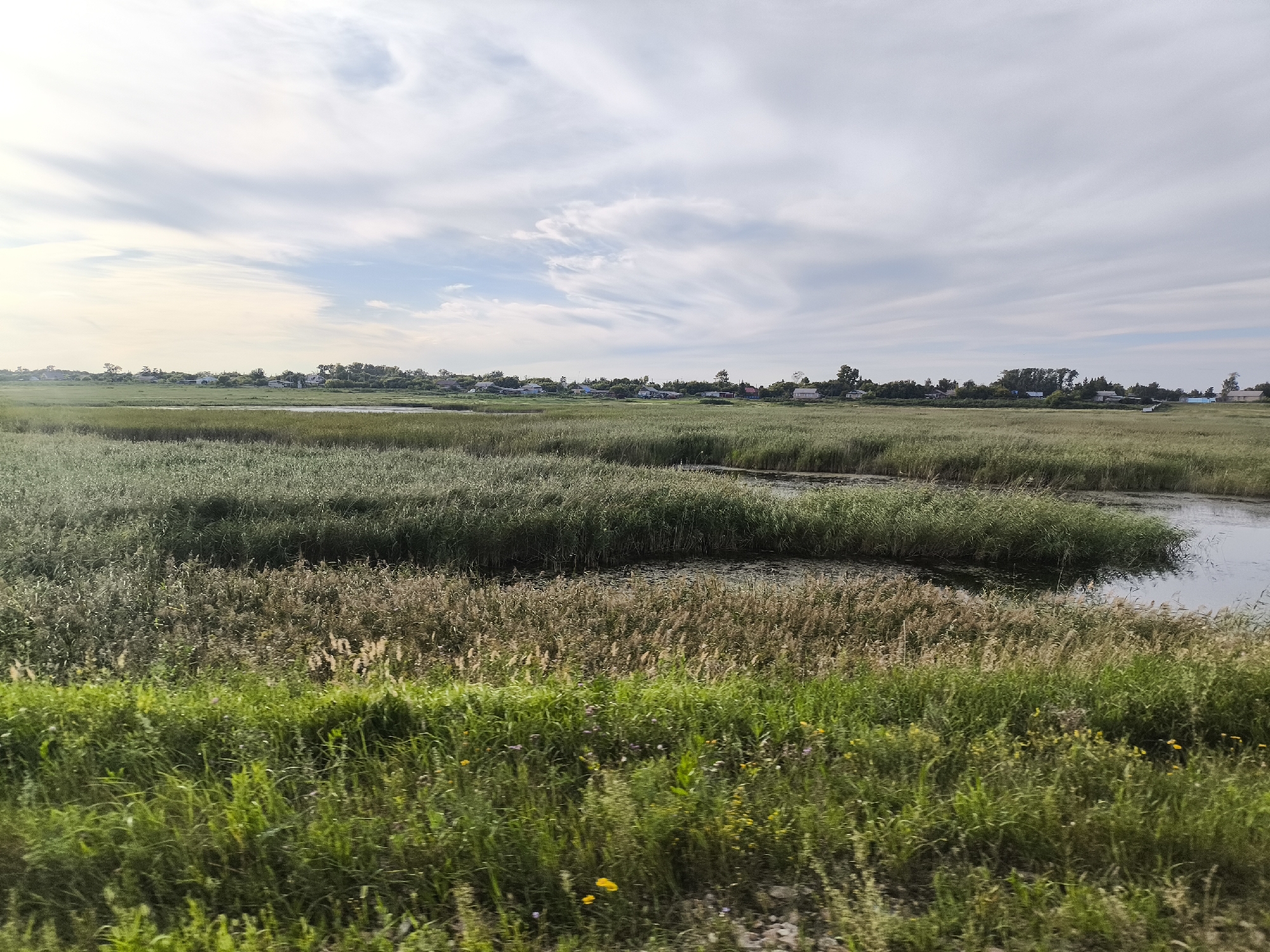 A wide-angle shot captures a rural landscape in Дубровин ауылдық округі, Kazakhstan. The foreground is dominated by lush green grass, interspersed with small yellow wildflowers. Behind this, a dense field of tall reeds, some with feathery seed heads, stretches across the mid-ground. A winding body of dark water, likely a slow-moving stream or pond, cuts through the reeds. In the distance, a small cluster of houses with light-colored roofs is nestled among trees, forming a village. The sky above is a pale blue with wispy, white clouds that stretch horizontally across the frame, suggesting a bright, partly cloudy day. The overall impression is one of natural tranquility and rural habitation.