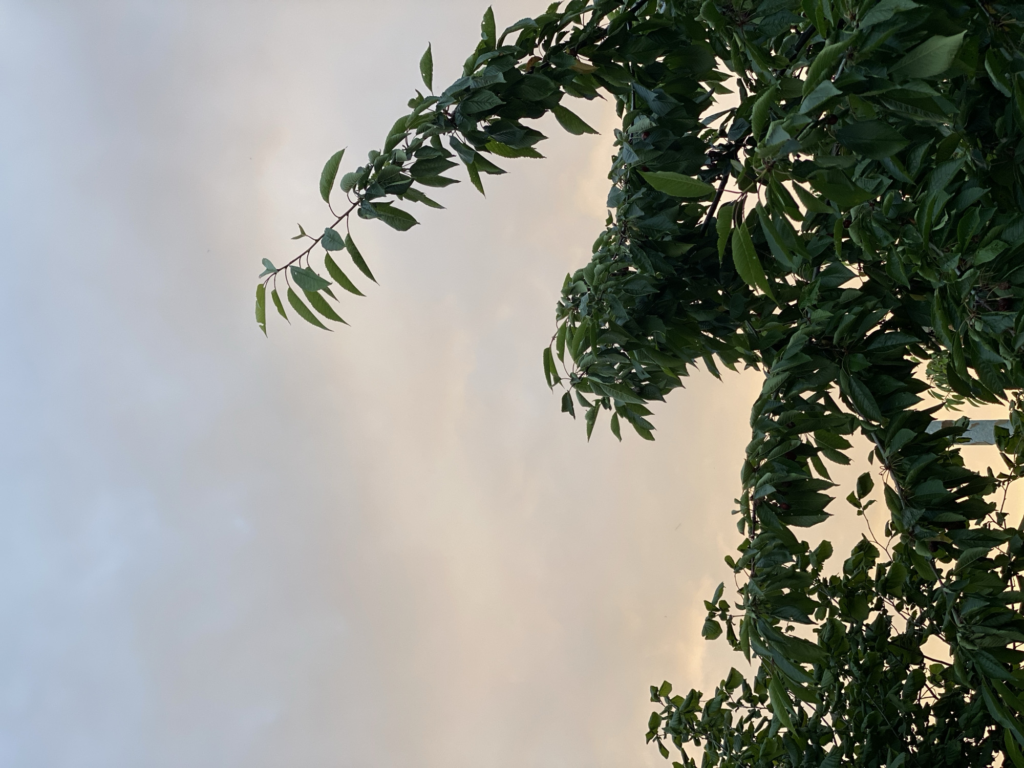The image displays a close-up view of lush green foliage from trees against a muted, hazy sky. The sky transitions from a pale peach at the bottom to a lighter, almost blue hue at the top, suggesting either sunrise or sunset, or possibly overcast conditions. Several branches are visible, laden with dark green leaves. One branch extends prominently into the upper right quadrant of the image, its leaves catching the diffused light. Some small red fruits, likely cherries, are scattered amongst the leaves in the lower right portion of the frame. The bottom left of the image also shows a dense cluster of leaves. A white pole is partially visible behind the foliage on the right side. The overall impression is one of natural growth and diffused light within an outdoor setting.