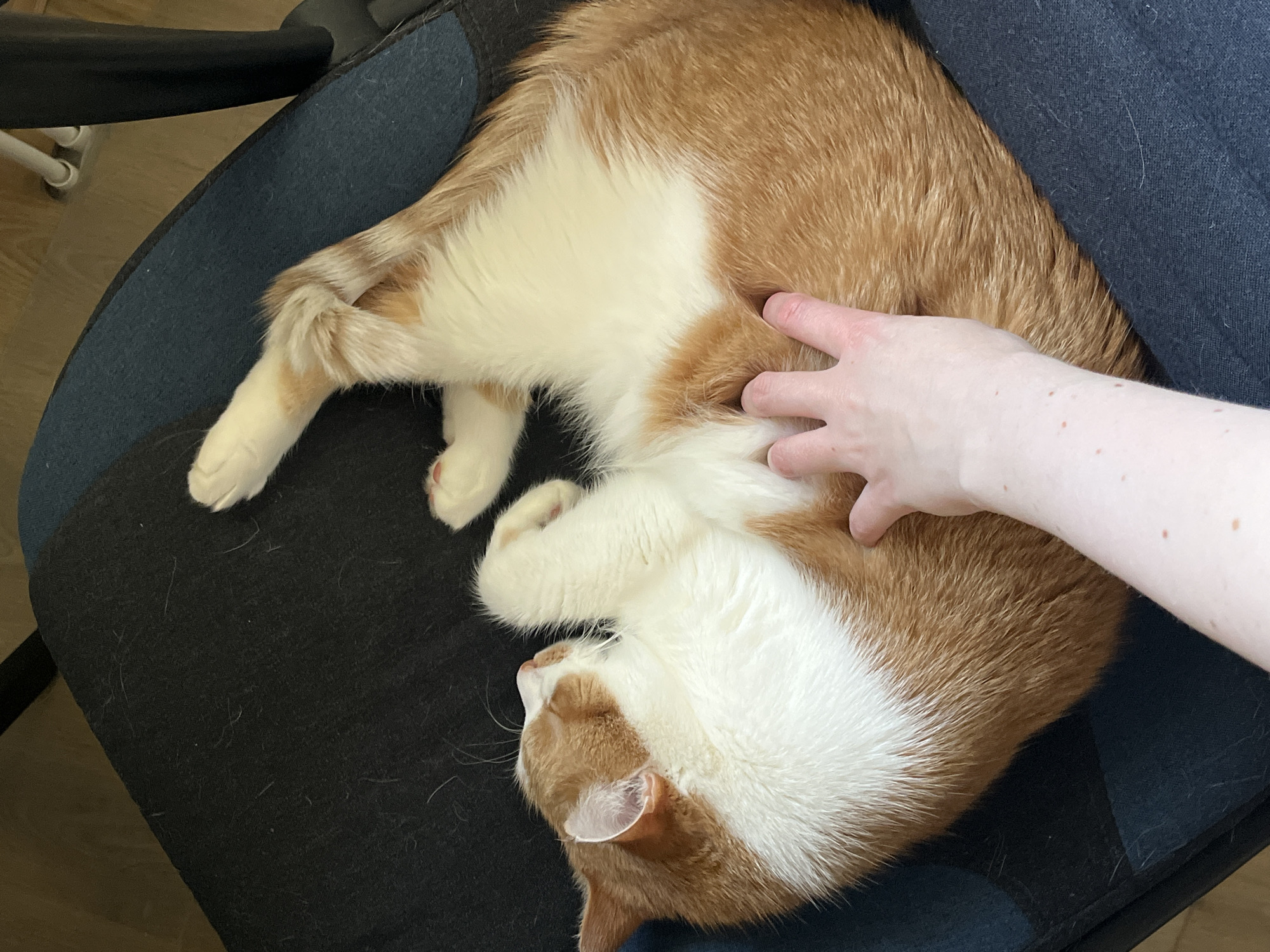 A medium-shot shows an orange and white cat curled up and sleeping in a dark blue office chair. A hand is petting the cat. The location is unknown.