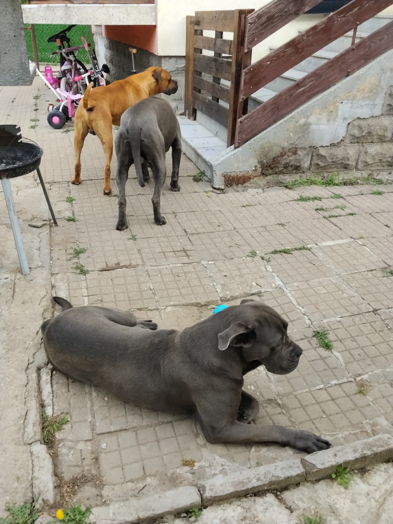 This outdoor scene, set in Unknown, Unknown, depicts three large domestic dogs and various residential elements on a partially paved area.
In the foreground, a large, dark grey dog, possibly a Cane Corso or similar Mastiff breed, lies on its left side on concrete paving. Its head is turned to the right, showing its profile, and a light blue object is visible near its neck. Its front paws are extended forward. The paving consists of square concrete tiles with some cracks and gaps, through which sparse green weeds grow.
Further back and to the left, a charcoal grey dog of similar breed stands with its back to the viewer, facing slightly left. To its right, a tan or fawn-colored dog, possibly a Boerboel or Mastiff, also stands with its back to the viewer, its head turned sharply to the right. Both standing dogs are on the same concrete paving as the lying dog, and more weeds are visible between the tiles.
To the left of the scene, a black charcoal grill with a metal stand is partially visible. In the background, behind the standing dogs, several children's vehicles are parked: a pink tricycle with black wheels, a small white and pink wagon, and a pink and black scooter or bicycle. These vehicles are located on a paved area leading to a grassy section.
On the right side of the image, a concrete staircase with a dark brown wooden railing or fence ascends a building. The lower portion of the building's foundation consists of rough-hewn stone blocks topped with a concrete base, exhibiting some deterioration and exposed aggregate. The building itself appears to have light-colored walls and a brown fascia. Sparse green vegetation grows at the base of the wall and in cracks in the paving. The sky is overcast, suggesting ambient light.