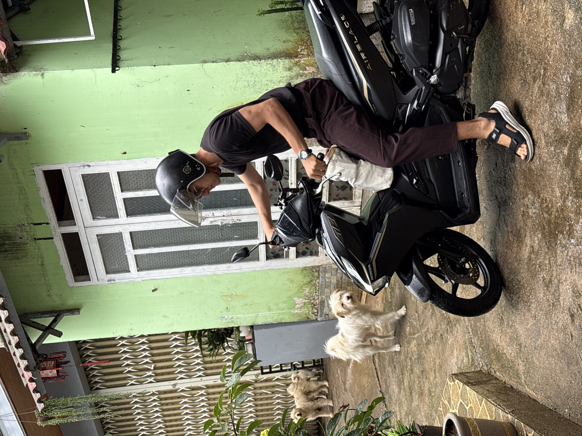 A man wearing a black t-shirt, brown pants, a black helmet with a clear visor, and black and white sandals is sitting on a black motorcycle. The motorcycle has the word "Airblade" in gold lettering on the side. The man is looking forward and appears to be holding the handlebars. Two small white dogs are standing near the front wheel of the motorcycle. A window with white frames is visible in the background, along with a light green wall. A metal gate is partially visible on the left side of the image. Potted plants are in the foreground. The location is likely a residential area in Lang Biang - Đà Lạt, Vietnam, based on the architectural style and vegetation.