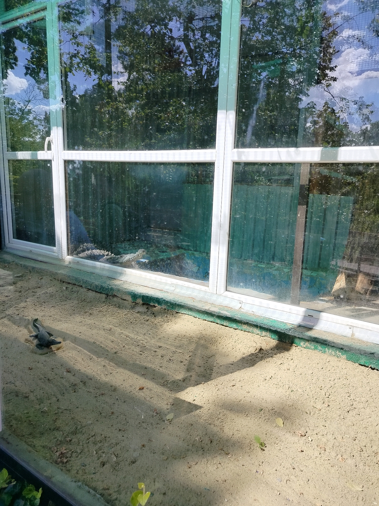 A crocodile enclosure is visible through a glass window. Inside the enclosure, a large crocodile is partially submerged in water, with its head and snout visible above the surface. The enclosure appears to be sandy with some patches of vegetation and a turquoise pool of water. Outside the enclosure, a small crocodile figurine is placed on the sandy ground. The scene is illuminated by daylight, casting shadows across the sand. The glass window reflects the surrounding trees and sky, suggesting an outdoor setting. The enclosure is part of a facility in Chișinău, Moldova.