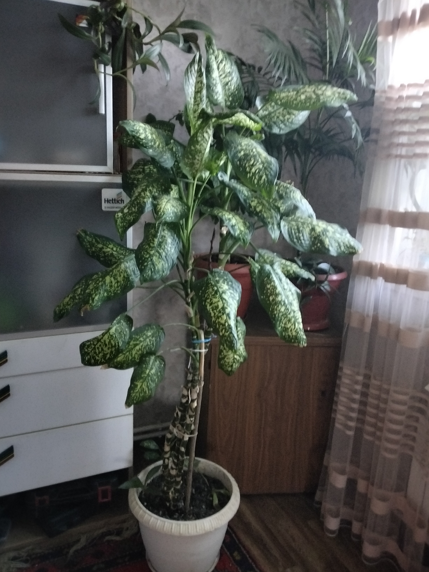 A large Dieffenbachia plant, with variegated green and white leaves, stands in a white pot. The plant's stem is marked with dark rings. Behind the plant, a wooden cabinet is visible, topped with another potted plant. To the left of the Dieffenbachia, a white cabinet with drawers is present. A sheer curtain with horizontal stripes hangs on the right side of the image. The floor is covered with a rug and wooden boards. The overall environment appears to be an indoor setting, likely a living room or entryway, in Nizhnedonskoy, Russia. There are no people present in the image.