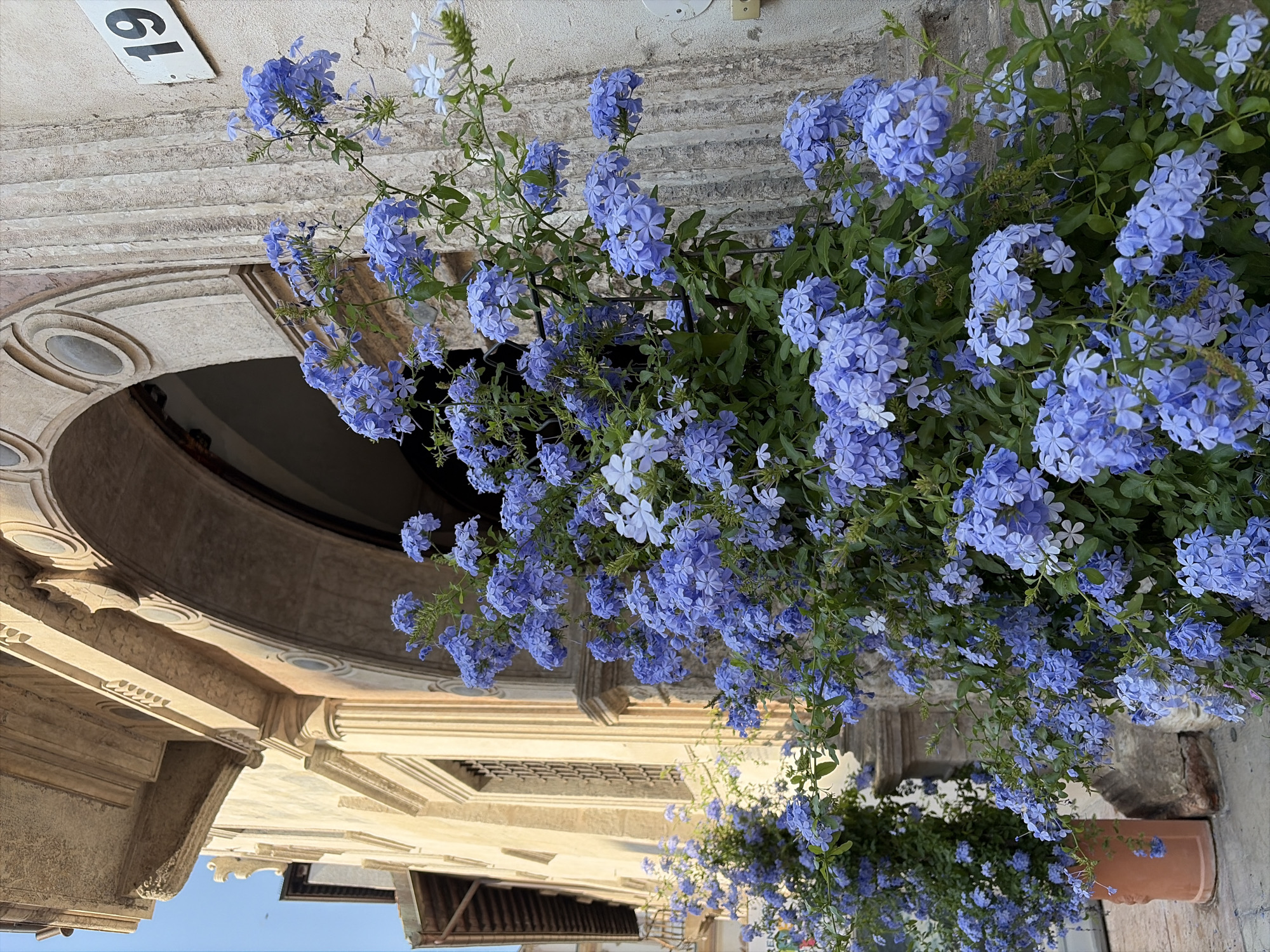 A vibrant display of blue plumbago flowers spills over a terracotta planter, cascading down beside an ornate building facade. The flowers, in clusters of five petals, create a soft, colorful curtain against the textured stone of the building. The architecture suggests an old-world charm, with carved details and rounded archways visible in the background. A white plaque with the number "19" is affixed to the wall above the flowers, providing a subtle address marker. The scene is illuminated by natural light, likely during the daytime, with a clear blue sky visible in the distance. The image captures a serene and picturesque moment, highlighting the beauty of nature intertwined with historical architecture in what appears to be a charming Italian setting, possibly Trento, Italy.
