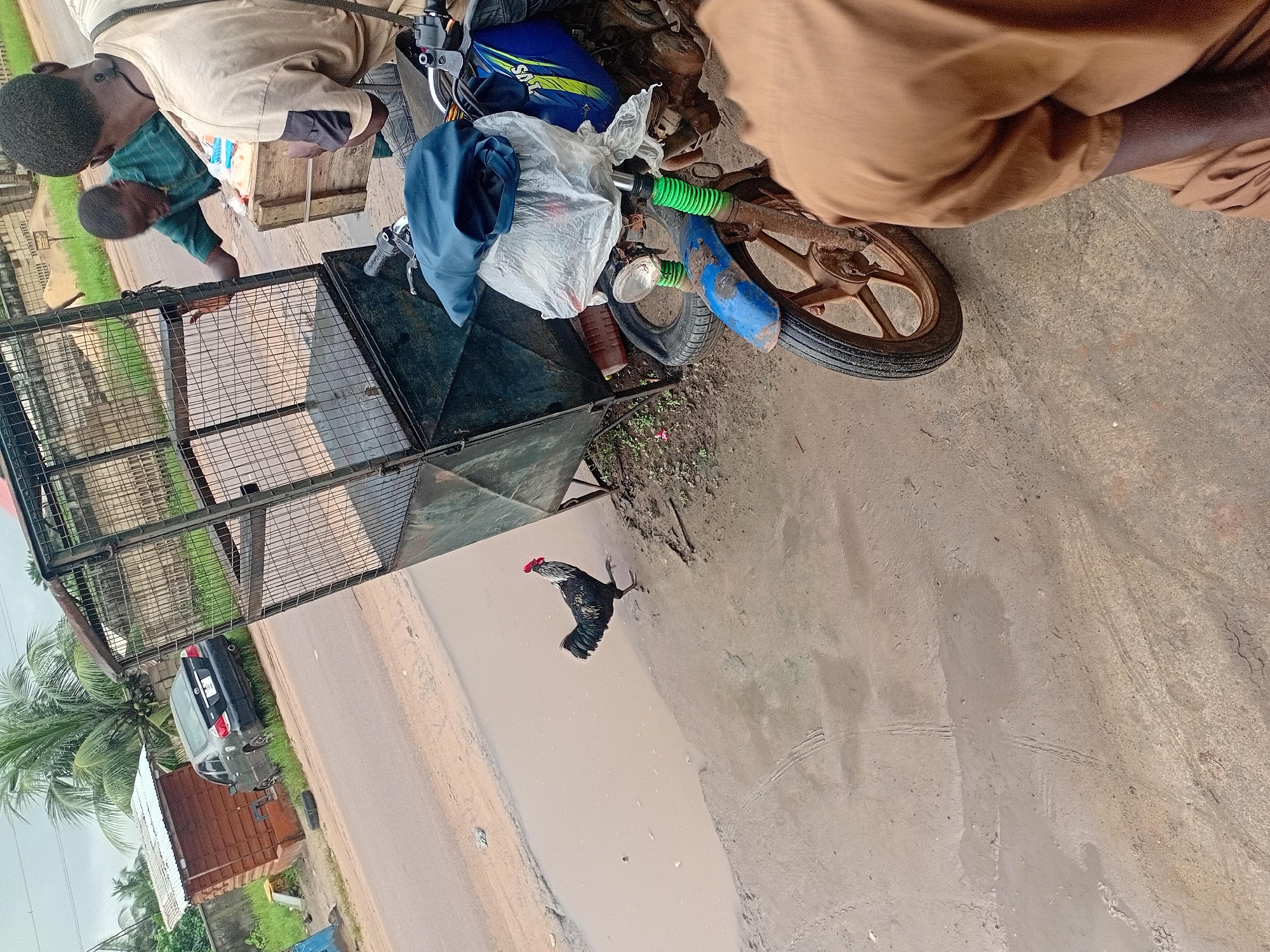 A rooster walks on a muddy road next to a parked motorcycle and a caged cart. The motorcycle is blue and black with green suspension springs. It is covered with a blue cloth and a white plastic bag. The caged cart is made of metal and has a wooden box inside. Two men are standing near the cart, one of them is holding the wooden box. A dark-colored car is parked on the side of the road in the background, near a small wooden structure. Palm trees are visible behind the car and structure. The ground is wet and appears to be a dirt road or path. The sky is overcast.