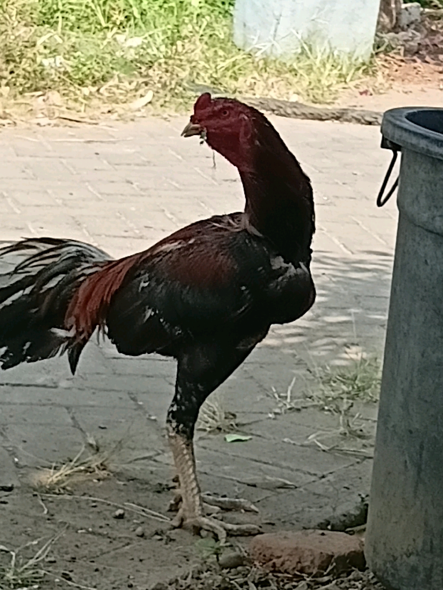An adult rooster stands on a paved walkway next to a grey trash can, with grass and dirt visible in the background. The rooster is dark brown and black with red accents on its neck and tail feathers. Its comb is bright red, and it has a small piece of food or debris near its beak. The rooster is facing to the left, with its head slightly tilted. The walkway is made of interlocking grey pavers, and there are sparse patches of dry grass and dirt around it. In the background, there is more greenery and what appears to be a portion of a light-colored structure. The image seems to be taken outdoors in daylight.