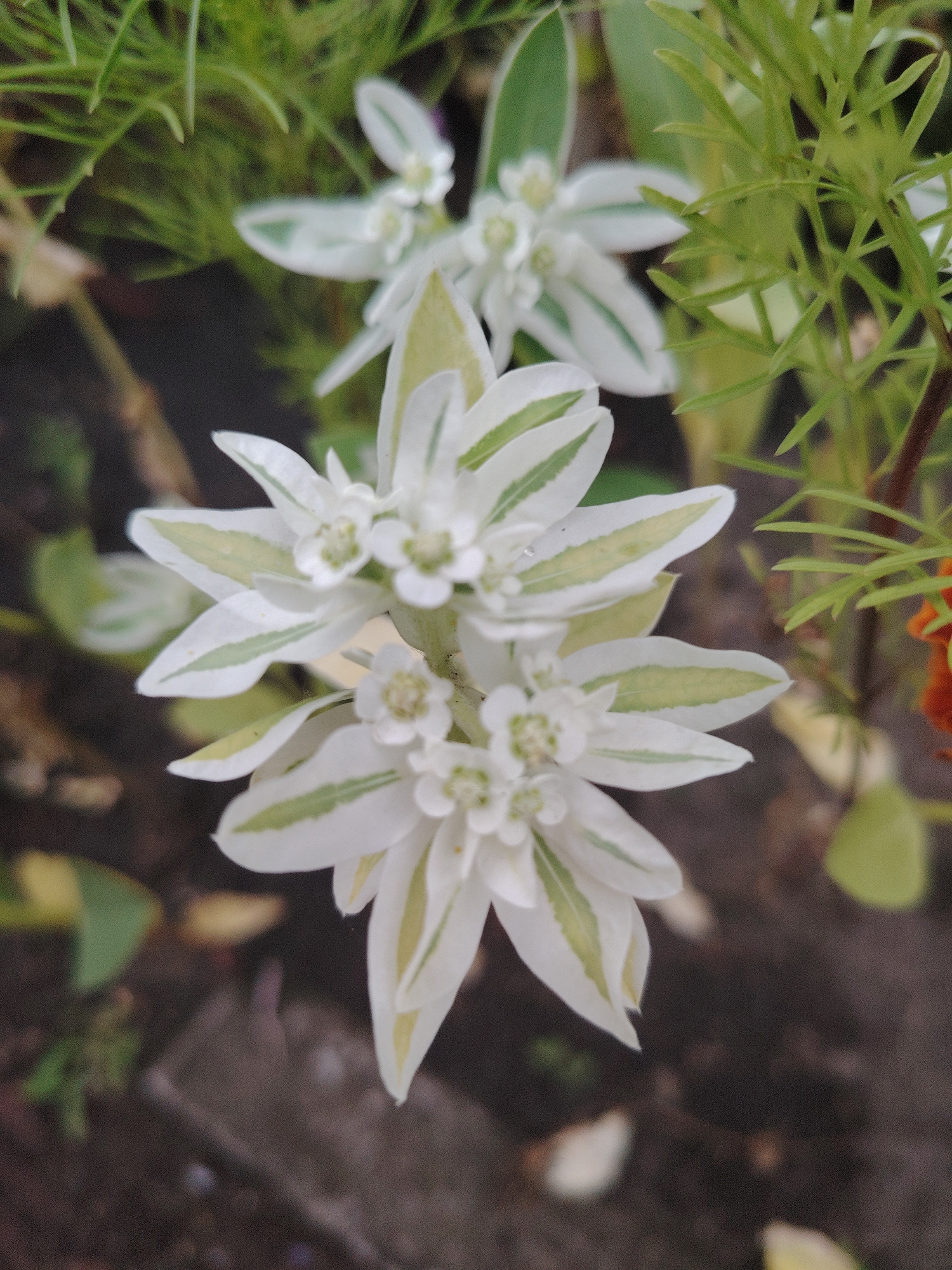 In the city of Unknown, Ukraine, a close-up, eye-level shot focuses on a flowering plant with white and green variegated leaves. The plant's delicate white flowers are visible, some with tiny yellow centers. The foreground is dominated by these blossoms, with a shallow depth of field blurring the background. To the right, a cluster of thin, bright green leaves from another plant occupies the upper portion of the frame. The ground beneath the plants appears to be dark soil with some scattered brown and yellow organic matter. The overall impression is of a garden setting, with the sunlight casting soft, diffused light on the flora.