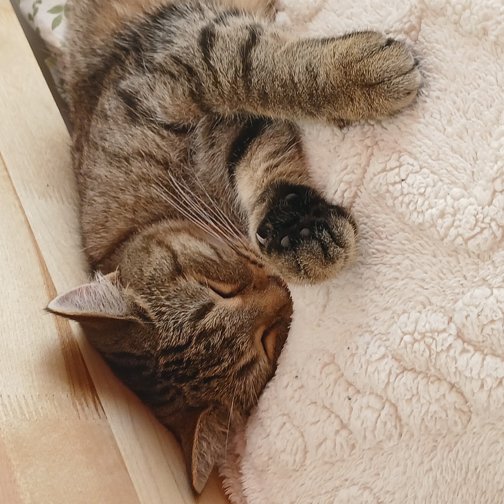 A tabby cat is sleeping soundly on a plush, cream-colored blanket. The cat is curled up, with its head resting on its paws. The blanket is soft and fluffy, with a textured surface. In the background, a wooden surface is visible, possibly a piece of furniture or a wall. The lighting is soft and natural, creating a peaceful atmosphere. The image appears to be taken indoors, with no clear indication of a specific location in Samarskiy, Russia.