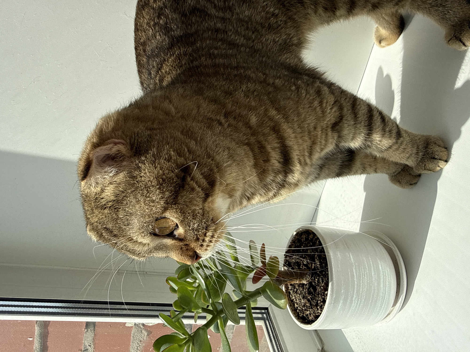 A domestic short-haired tabby cat is captured leaning intently towards a potted plant on a bright white surface, likely a window sill. The cat, appearing to be a Scottish Fold due to its subtly folded ears, has warm brown and black tabby stripes across its fur. Its head is lowered, and its prominent, long white whiskers extend forward, almost touching the vibrant green leaves of the plant. One of the cat's eyes is visible, a striking amber or golden hue.
The plant, which resembles a jade plant or a similar succulent with fleshy, green leaves, is housed in a textured white pot filled with dark soil, resting on a matching white saucer. Bright, direct sunlight illuminates the scene, casting sharp, elongated shadows from both the cat and the plant onto the white surface, indicating daytime.
The immediate background is a plain white wall or surface, further highlighted by the strong light. Through a window in the lower left portion of the frame, a glimpse of an outdoor brick wall or structure is visible. The photograph is taken from an overhead perspective, orienting the cat's head towards the bottom left of the frame, with its body extending upwards and to the right. There is no visible text in the image.