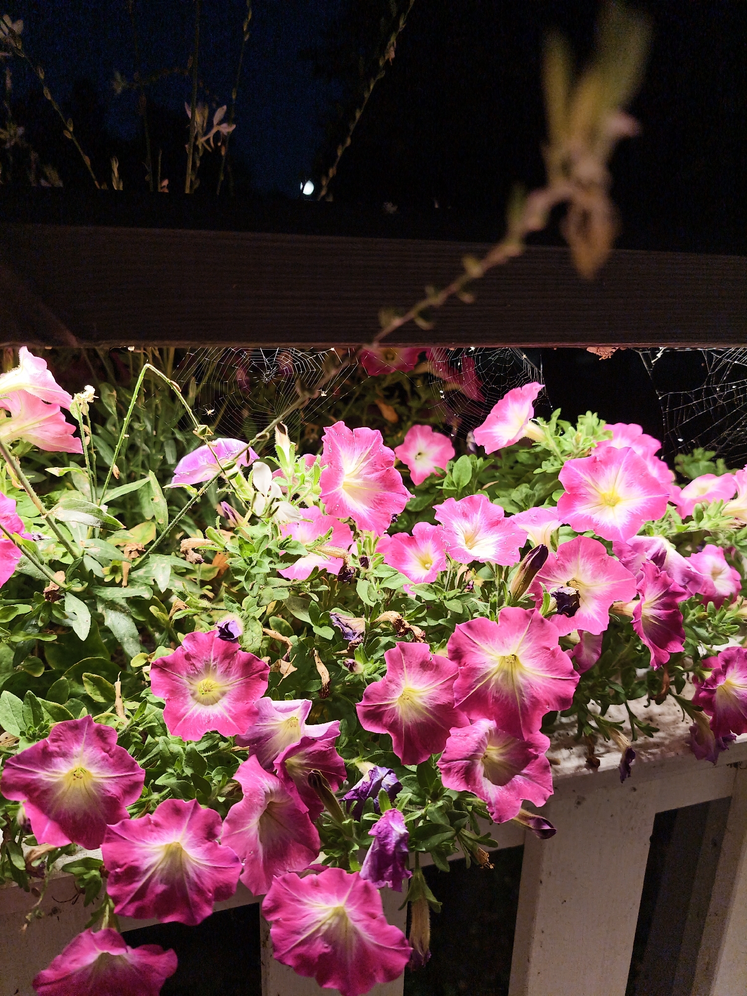 A low-angle, medium shot captures a cluster of vibrant pink petunias blooming in what appears to be a planter box at night. The flowers, some fully open and others partially closed, display intricate veining and a soft glow, suggesting they are illuminated by an external light source. Delicate spiderwebs are visible, strung between the plants and a dark wooden beam overhead, with tiny spiders present on one of the webs. The background is dark, indicating nighttime, with some out-of-focus plant stalks and a hint of a blurred, circular light or reflection in the upper right quadrant. The foreground includes a white railing or border of the planter, adding a structural element to the scene. The image was taken in Söderköping, Sweden.