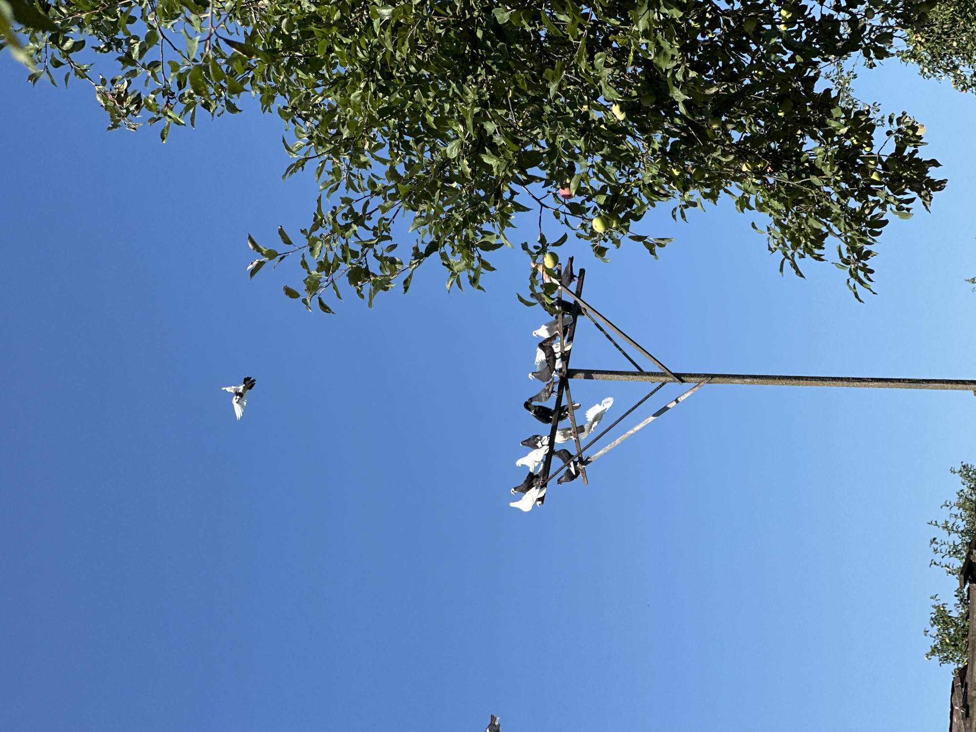A flock of pigeons is perched on a wooden pole against a clear blue sky. Most of the pigeons are black and white, with a few entirely white ones. One pigeon is in flight above the others. To the right of the pole, the branches of a tree laden with green and red apples hang into the frame. The bottom of the image shows a sliver of a tiled roof and some greenery. The scene suggests an outdoor setting, likely in a rural or suburban area, given the presence of trees and a pigeon perch. The location is identified as Rasskazovo, Russia.
