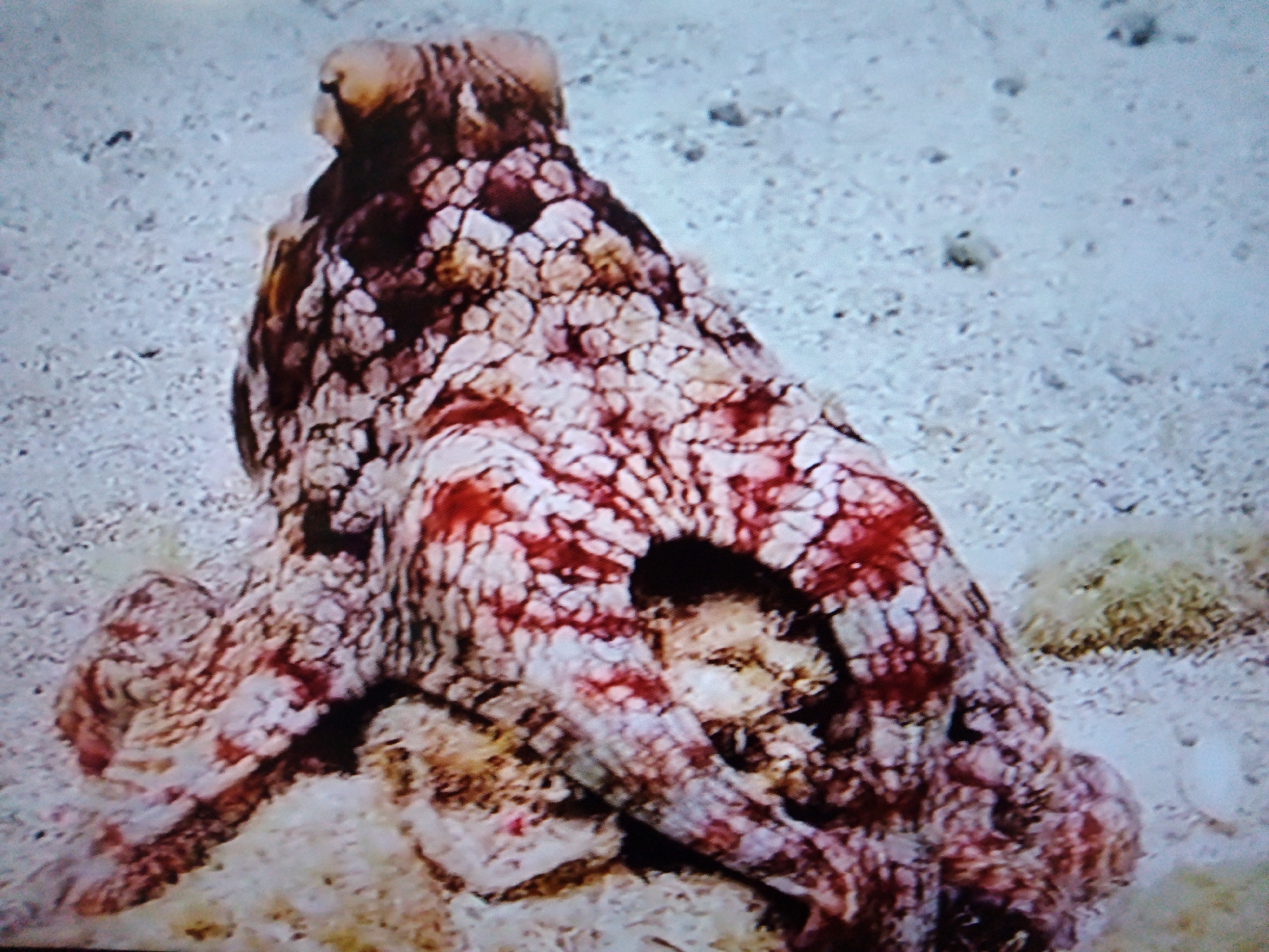 A light brown octopus with a reddish-brown patterned skin is camouflaged against a light-colored, sandy seabed. The octopus is large and appears to be resting or hidden. The background consists of the sandy ocean floor with some scattered small rocks and a patch of greenish-brown algae. The image quality is somewhat blurry, suggesting it may be a photograph of a screen or a low-resolution capture. The location is not in Dushanbe, Tajikistan; it is an underwater scene.