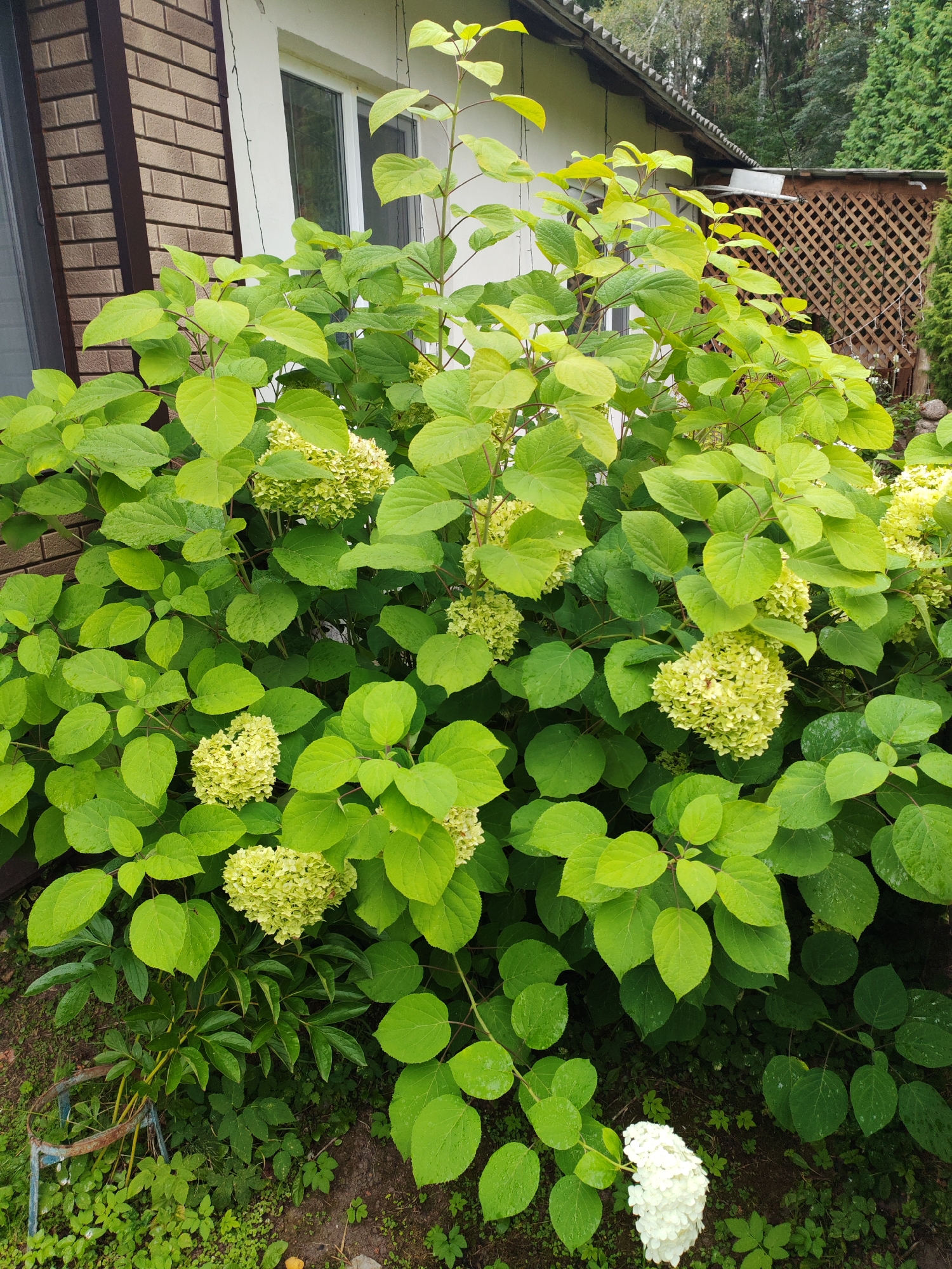 A wide shot captures a lush, green hydrangea bush with pale green and white blooms in the foreground. The bush is positioned against a brick house with a white-trimmed window and a light-colored wall. A section of a wooden lattice fence is visible in the background to the right, with trees beyond. The ground is covered with dark soil and scattered green plants. The overall scene suggests an outdoor setting, likely a garden or yard, in Teshevichi, Russia.