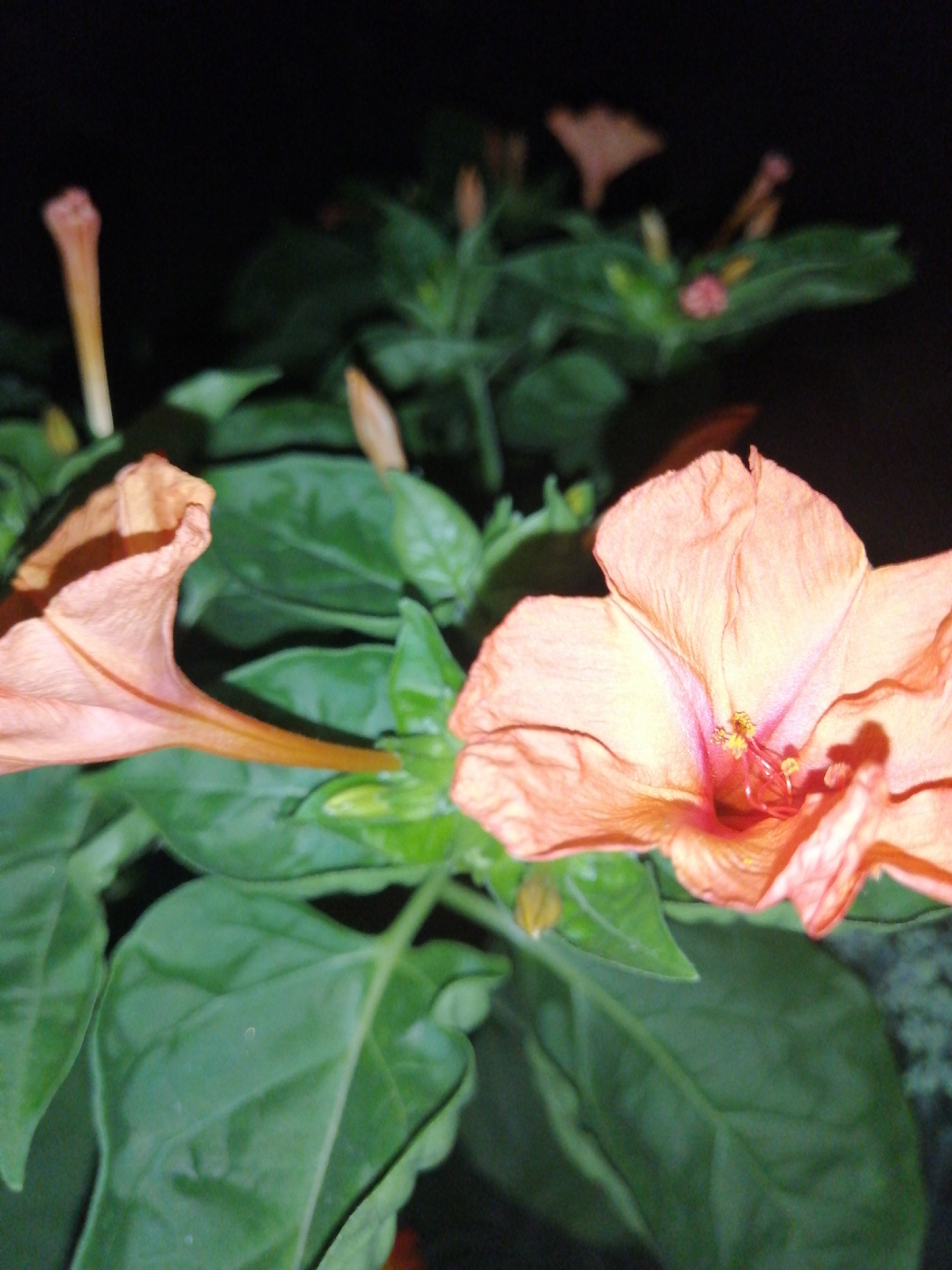 The image displays two delicate, peach-colored flowers in close-up, against a dark, out-of-focus background. The flowers exhibit intricate details, with ruffled petals and prominent stamens in the center. Lush green leaves surround the blossoms, creating a vibrant contrast. The lighting suggests the photograph was taken at night or in low-light conditions, with a shallow depth of field that blurs the surroundings. There are no people or discernible urban elements, making it impossible to determine the location as Kremenchuk, Ukraine, or any specific city. The scene is purely natural, focusing on the botanical subject.