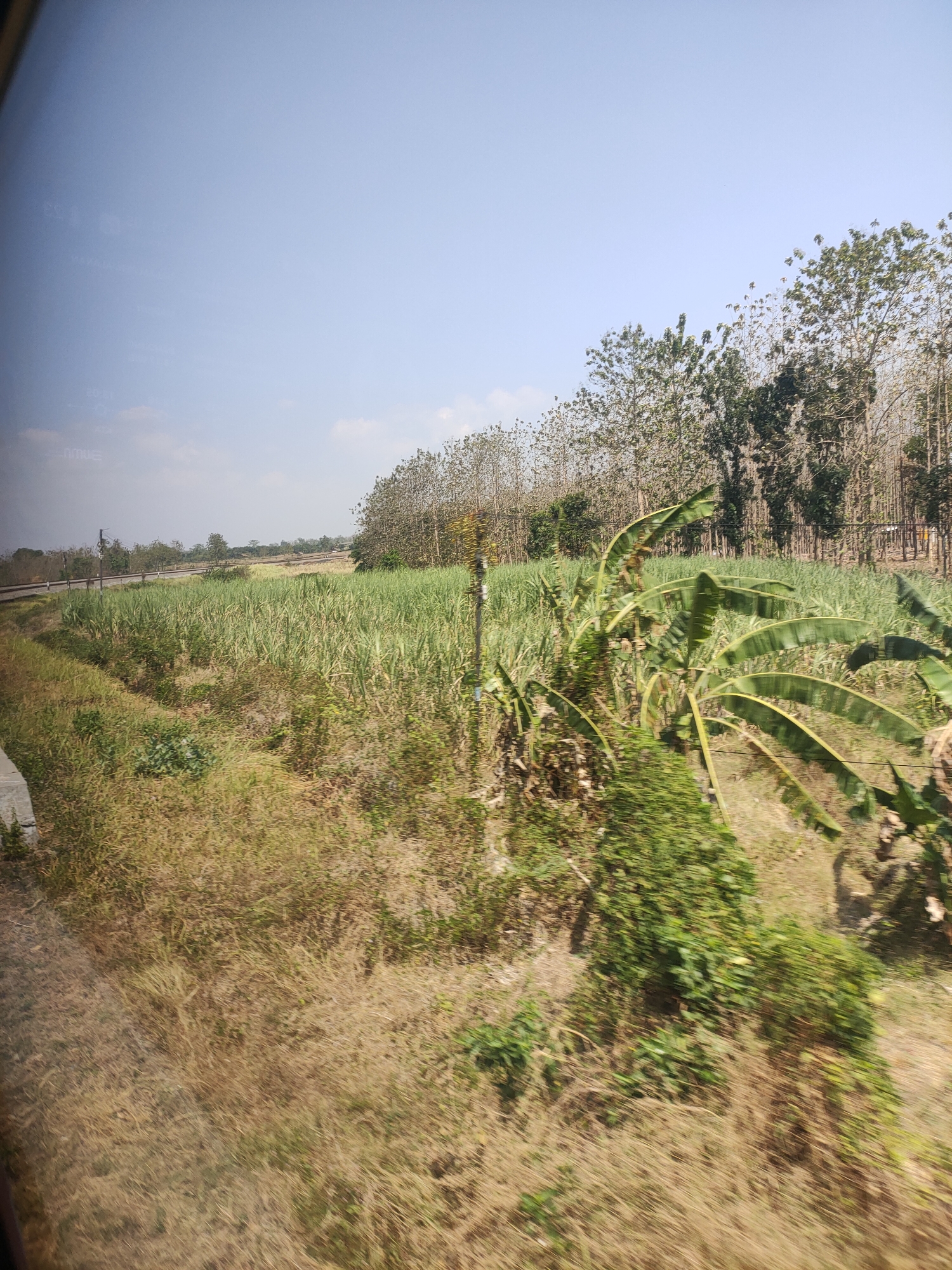An outdoor, slightly blurry, eye-level, full shot captures a rural landscape in the Unknown region of Indonesia. The scene is dominated by a vast expanse of tall, green grass, possibly sugarcane, stretching across the mid-ground. To the left of the grass field, a dirt path runs parallel to a train track. In the background, a dense line of trees, primarily deciduous, forms a natural barrier. In the foreground, to the right, a lush green banana tree with large, drooping leaves adds a touch of tropical vibrancy. The sky above is a clear, pale blue, with faint clouds visible on the horizon. The image appears to have been taken from a moving vehicle, given the motion blur.
