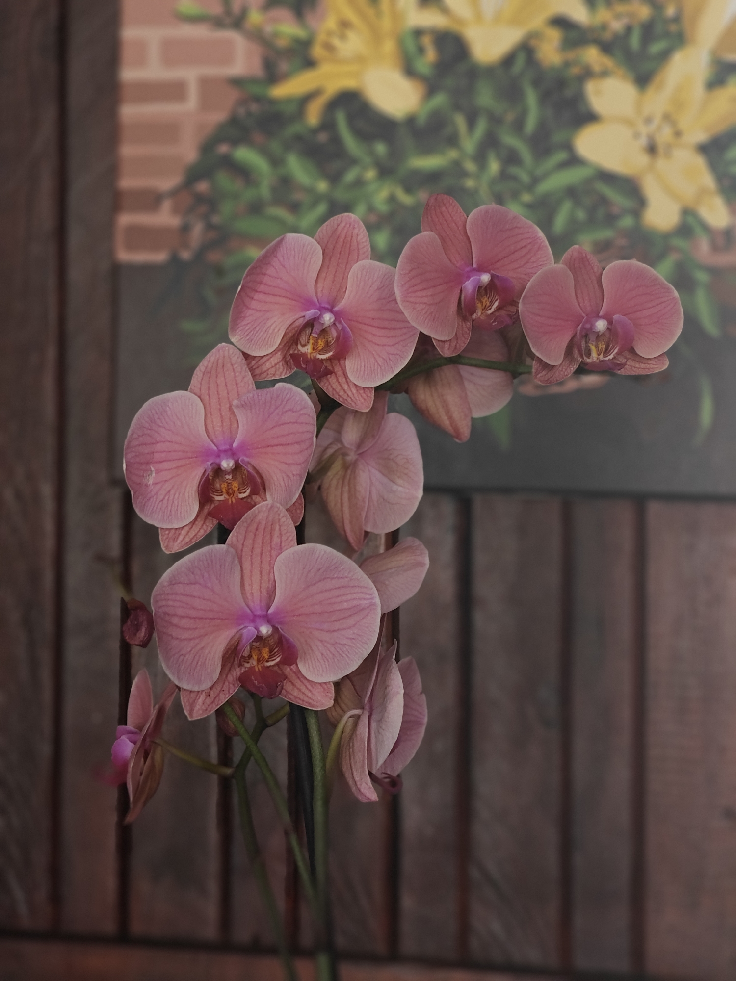 A cluster of delicate pink orchids with a hint of magenta in their centers is the primary subject of this image. The flowers are in various stages of bloom, with some fully open and others still unfurling. They are arranged on a stem, with several blooms facing the viewer and others angled away. The background is softly blurred, revealing elements that suggest an indoor setting with a hint of natural light. A vertical wooden surface, possibly a wall or furniture, forms the immediate backdrop, with a brick-like pattern and some out-of-focus yellow flowers on green foliage visible further behind. The overall impression is one of serene beauty and natural elegance. The image is a still life composition of a single plant, with no people or animals present.