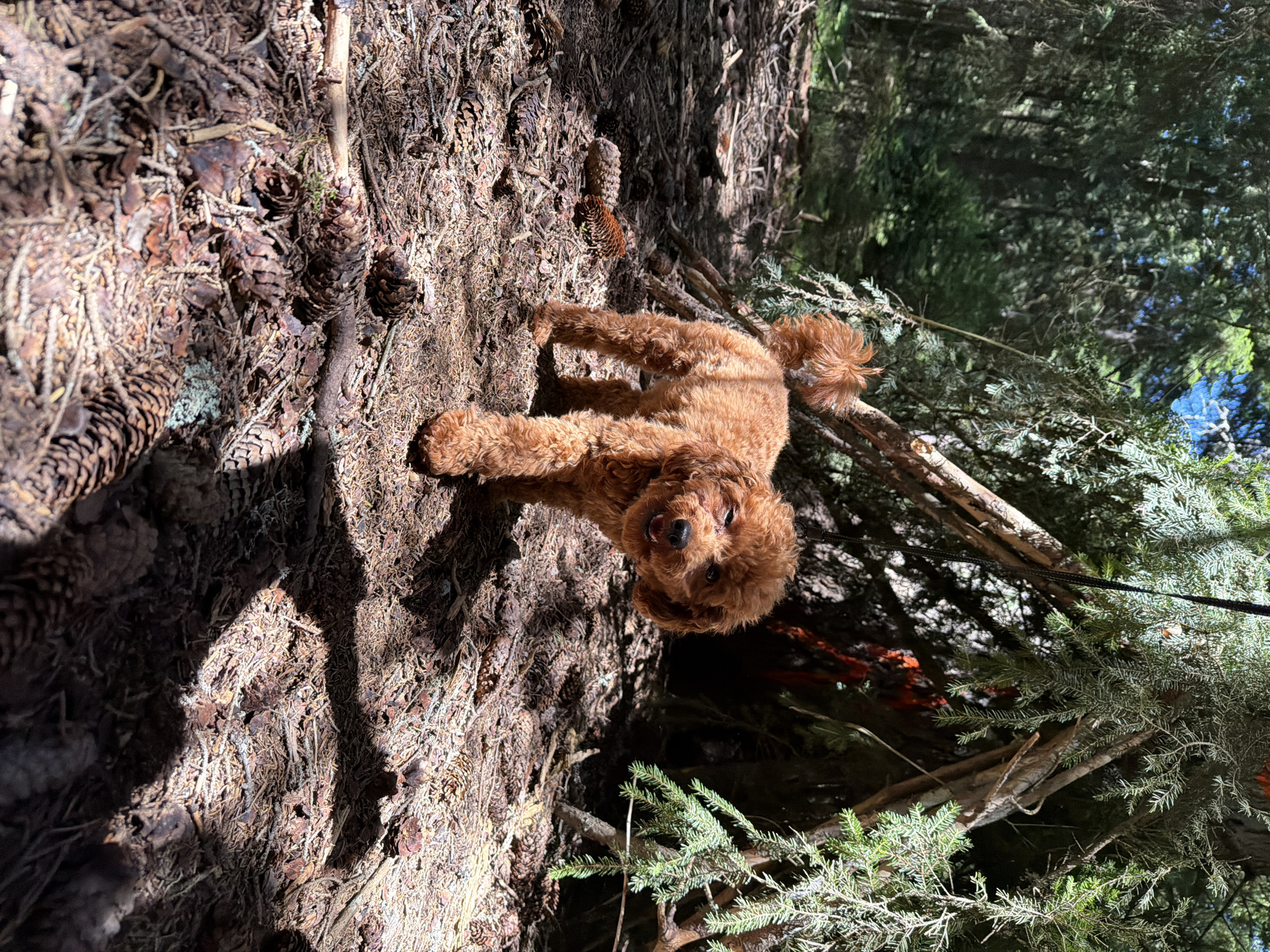 A medium shot captures a small, fluffy, reddish-brown dog standing on a forest floor covered in pinecones and fallen needles. The dog faces the camera, its mouth slightly open and its head tilted. Behind the dog, a makeshift shelter constructed from branches and evergreen boughs is visible. Sunlight filters through the trees, casting dappled shadows across the ground and the shelter. The background consists of a dense forest with tall trees and green foliage. The scene is set in a natural, wooded environment.