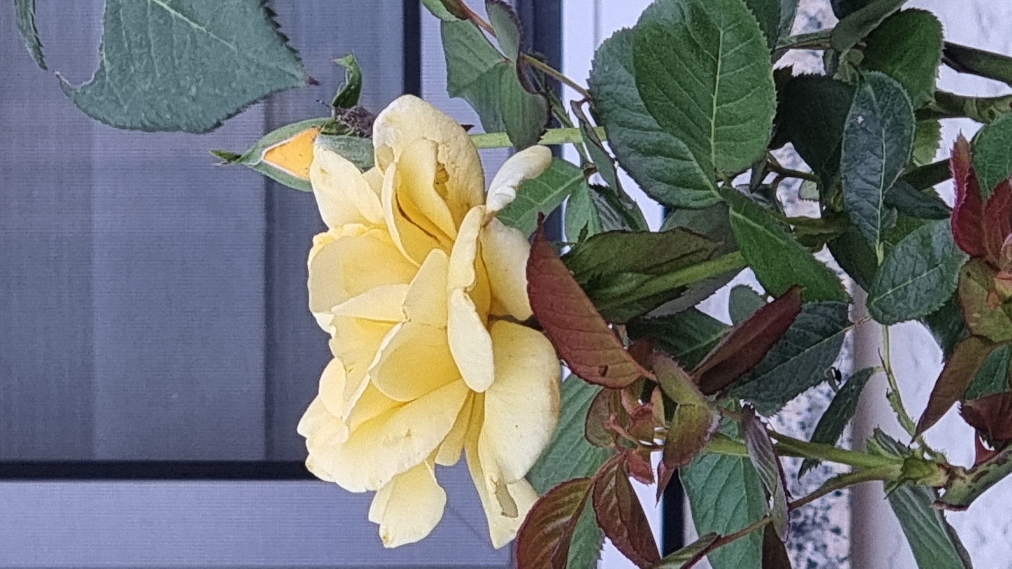 In Sant Joan Les Fonts, Spain, a close-up shot focuses on a yellow rose in bloom, its petals unfurling in soft, delicate layers. The rose is positioned slightly off-center to the right, with a rosebud just beginning to open to its right, hinting at future blooms. The backdrop is a blurred, horizontal pattern of muted blue and gray, possibly a wall or siding, with subtle variations in shade. Lush green rose leaves surround the flower, some with a deep reddish hue on their edges, suggesting new growth. The lighting is soft and diffused, casting no harsh shadows and highlighting the velvety texture of the petals. The image is a still life, capturing the natural beauty of the rose in its environment.