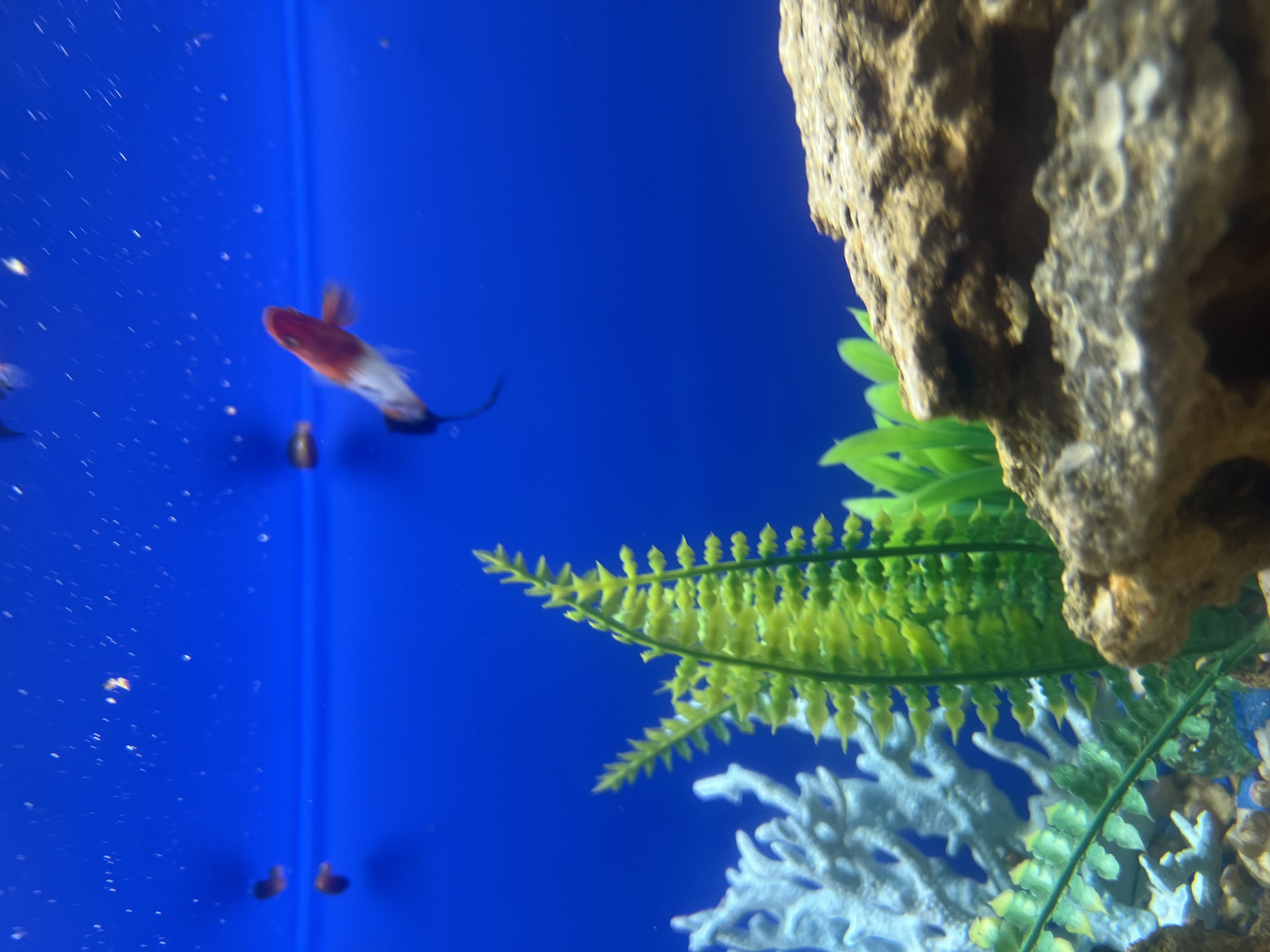 The image shows a close-up, low-angle shot of an aquarium. In the foreground, a large, textured rock occupies the bottom right corner. To the left of the rock, a cluster of artificial green aquarium plants is visible. Behind the plants and to the left, a piece of white, branched artificial coral is present. The background is a vibrant blue, representing the water of the aquarium. Several small fish are swimming in the water. One fish, larger and more distinct, is a calico or tri-color fish with red, white, and black markings, captured mid-swim in the upper right quadrant of the image. Other smaller, darker fish are visible as blurry shapes in the upper left quadrant. The lighting appears to be from above, creating highlights on the water's surface and illuminating the underwater scene. The image is out of focus in some areas, particularly the foreground rock and the distant fish, suggesting movement and a shallow depth of field. The scene depicts an aquatic environment, likely a home aquarium, with artificial decorations and several small fish.