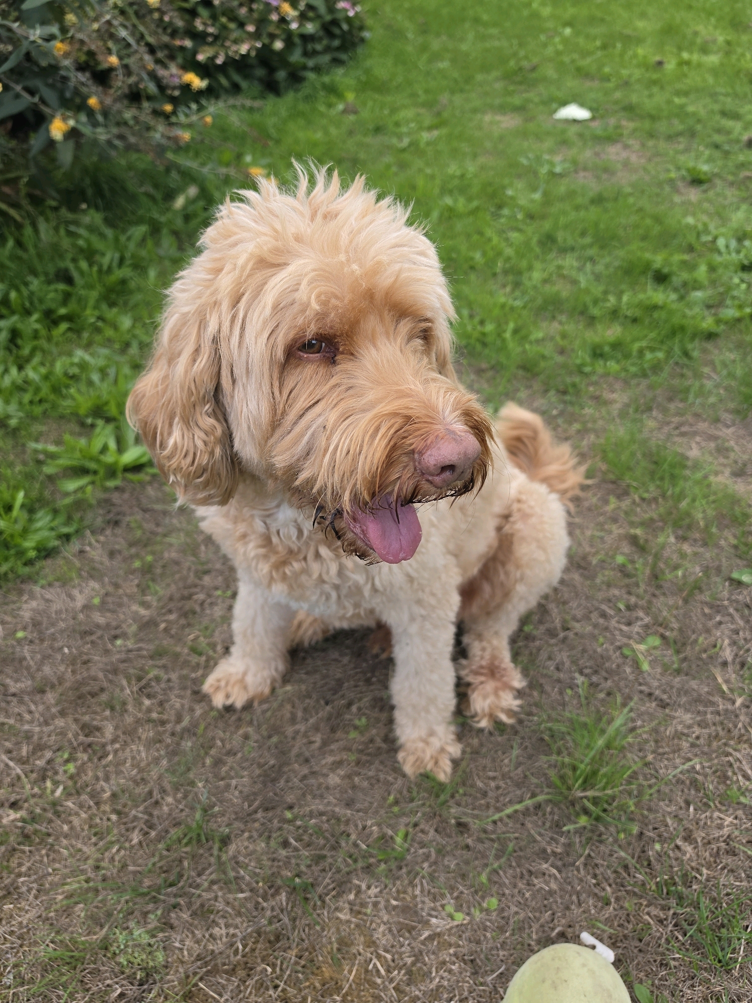 A medium-sized, light-brown, curly-haired dog is sitting outdoors on grass and dirt. The dog is facing the left side of the frame, with its head turned slightly towards the viewer. Its tongue is hanging out of its mouth, and its eyes are open. The dog's fur is shaggy, especially around its face. In the background, there is green grass, some dry brown patches, and a bush with small yellow and pink flowers. The scene appears to be in a garden or park area within the city of Newark and Sherwood, United Kingdom.