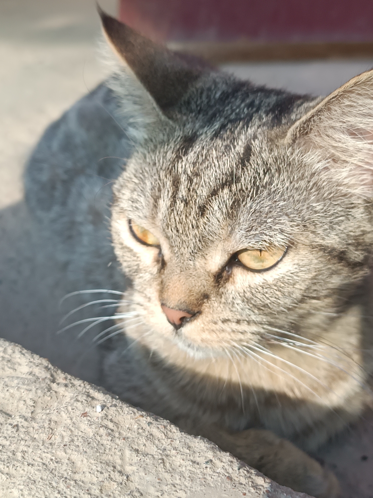 A close-up, eye-level shot captures a tabby cat from the chest up, resting outdoors on a textured, concrete surface. The cat, facing left with its head turned towards the viewer, has striking yellow eyes, a pink nose, and prominent white whiskers. Sunlight casts a shadow across its fur, highlighting the tabby markings and the texture of its coat. The background is blurred, with a suggestion of a reddish-brown structure above and to the right. The cat appears to be in a relaxed, alert pose. The environment suggests an urban setting, possibly Vypasne, Ukraine, given the concrete and outdoor elements.