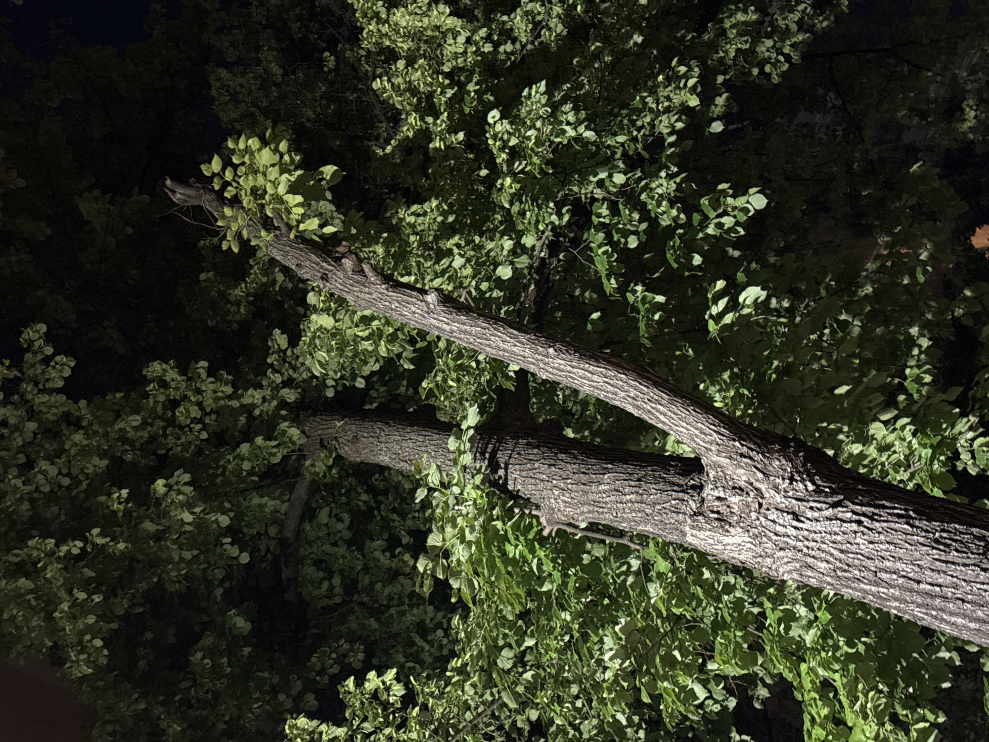 The image displays an upward perspective into the dense canopy of one or more large trees at night. A prominent, thick tree trunk or main branch, characterized by deeply textured, greyish-brown bark, traverses the frame diagonally from the lower right to the upper left. Another substantial branch extends from it, pointing towards the upper center.
The trees are abundant with green leaves. Many of these leaves, along with sections of the bark, are brightly illuminated by an unseen artificial light source, creating vivid green and light grey highlights against the deep black of the night sky. Other parts of the foliage and background remain in profound shadow, emphasizing the dramatic contrast created by the lighting. A small, light-colored, unidentifiable shape is faintly visible on a thinner branch in the upper left section of the image.
No discernible activity is taking place. The scene is static, showcasing the natural elements under artificial illumination during what appears to be a clear night. The location context indicates this scene is in Moscow, Russia. There is no visible text.