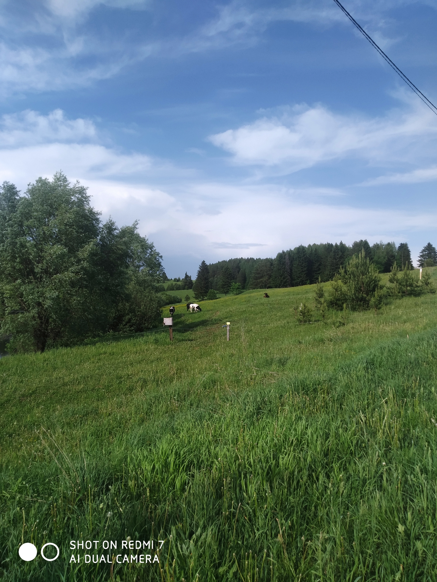 The image depicts a rural landscape in Чумна, Russia. In the midground, a grassy field slopes uphill, dotted with a few cows. Patches of forest are visible in the background. A large tree stands on the left edge of the field. Overhead, the sky is partly cloudy. The lower portion of the image is filled with long grass and the 'SHOT ON REDMI 7 AI DUAL CAMERA' watermark. Electric wires run diagonally across the upper right portion of the sky.