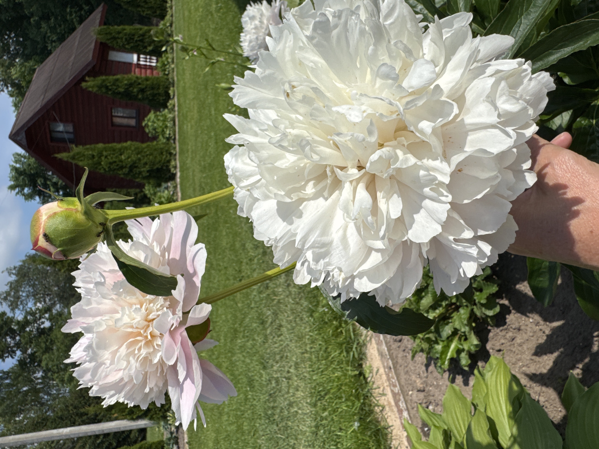 The image captures a close-up view of two large peonies in a garden. The foreground is dominated by a fully bloomed white peony, held by a hand. Behind it, a lighter pink peony is also in bloom, with a green bud on a stem above it. In the background, a red wooden house with a dark roof is visible, surrounded by manicured green lawn and trees. The setting appears to be a residential area, possibly a dacha or private home, consistent with locations in and around Chudovo, Russia, where such homes and gardens are common. The overall impression is one of a tranquil summer day.