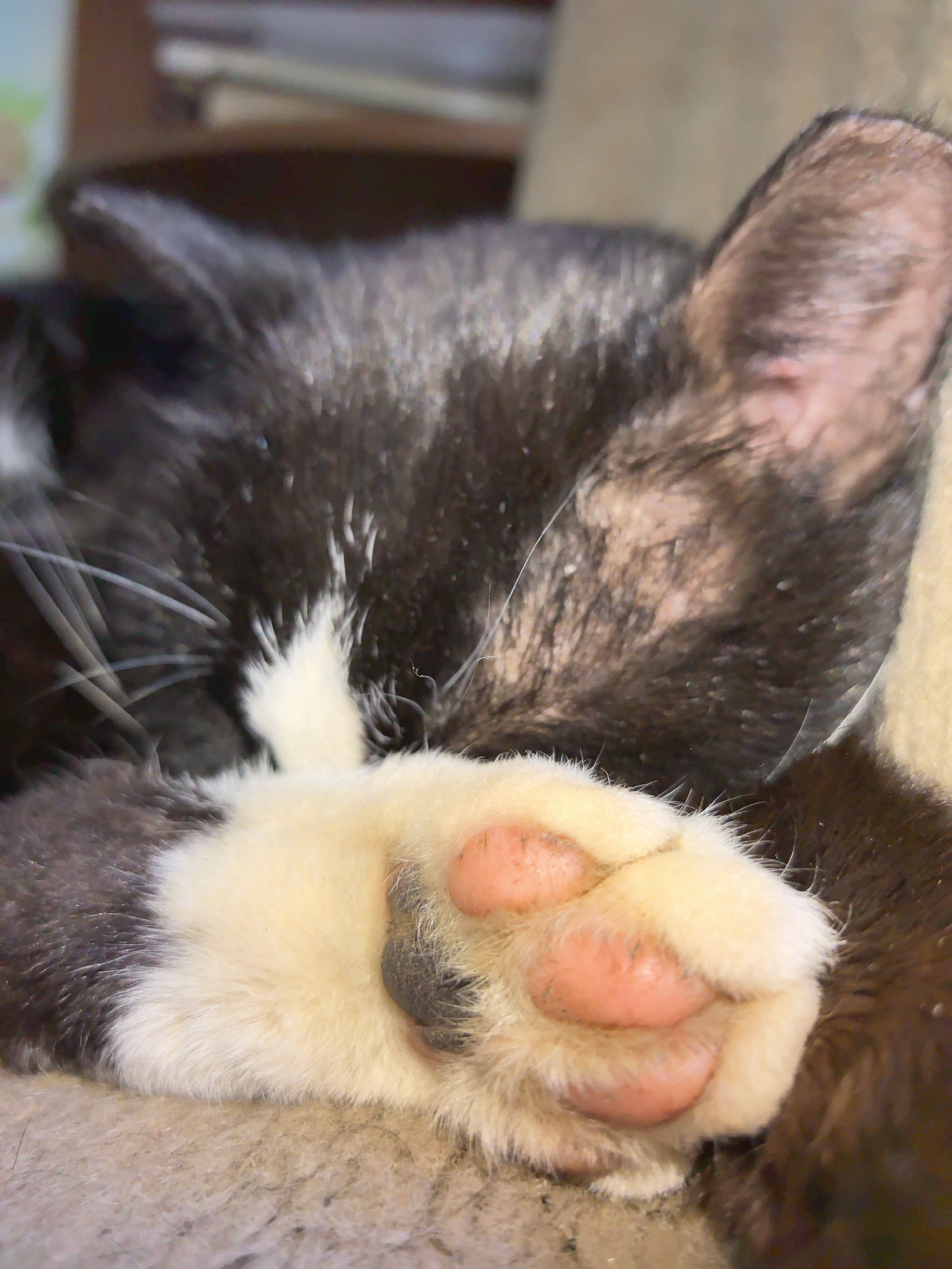A close-up image shows a sleeping black and white cat. The cat's head is mostly black with white fur visible around the whiskers. A paw with pink toe beans and light fur is visible near the cat's face. The background is blurred and indistinct. The location of this scene is not specified.