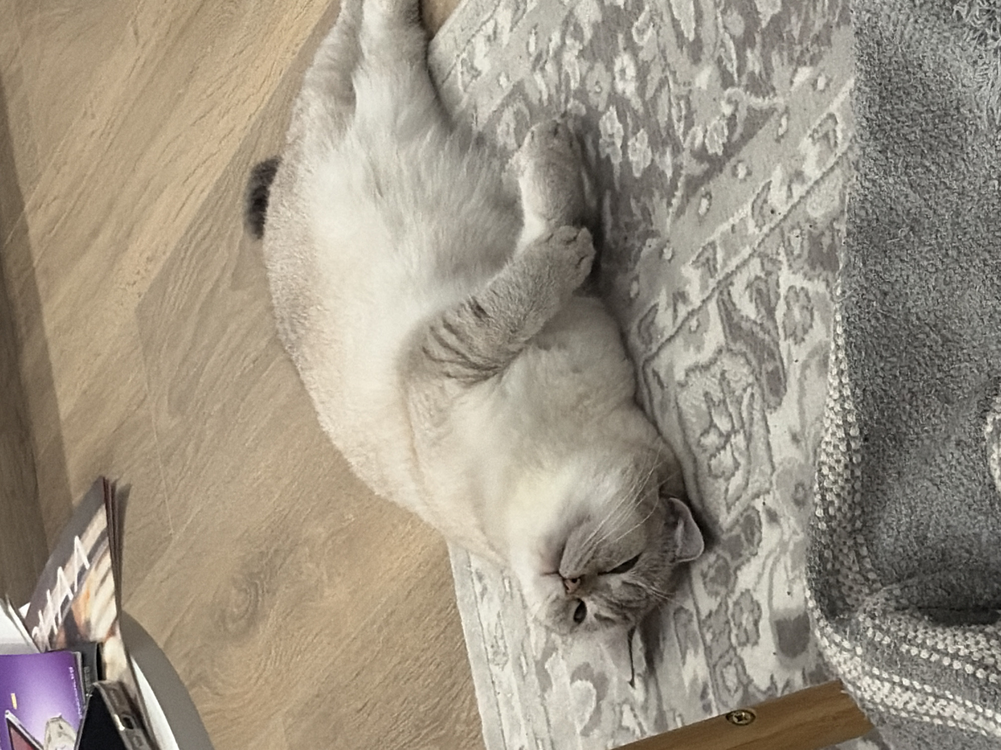 A light gray, fluffy cat lies on its back on a patterned gray and white rug, its paws crossed over its chest. The rug sits atop a wooden floor. To the left of the cat, on the floor, are some magazines. A gray knitted blanket is visible to the right of the rug. The location cannot be determined from the image.