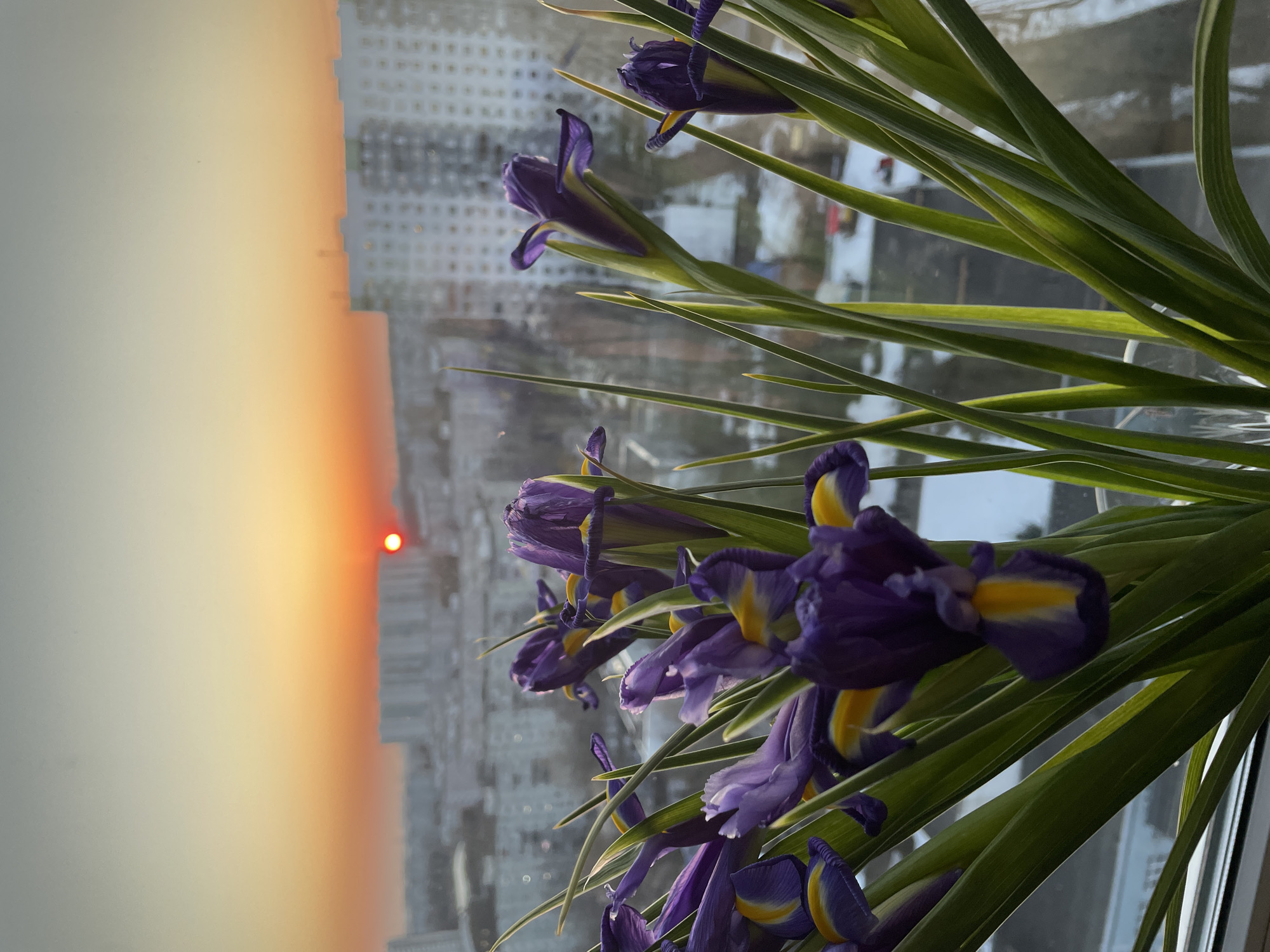 A forensic description of the image reveals a close-up view of a bouquet of purple irises with prominent yellow markings on their lower petals, held in a partially visible clear glass vase. The irises have long, sword-like green leaves and are positioned in the foreground, slightly to the left, occupying the lower two-thirds of the frame. Many of the flowers are still in bud form or partially open.
The background, visible through a window, depicts a cityscape at either sunrise or sunset. A distinct, bright red sun is visible near the horizon line, slightly to the right of the image center. The sky transitions from a deep orange at the horizon, through yellow, to a lighter blue-grey at the top. Numerous multi-story residential buildings, consistent with Soviet-era architecture found throughout Moscow, Russia, are visible across the midground and background. Patches of snow are discernible on the ground among the buildings, indicating a winter or early spring season. No individuals are present in the scene. The overall scene is static, capturing a still life against an urban backdrop during a specific time of day. The exact location within Moscow cannot be determined from the visual information provided beyond the general architectural style.