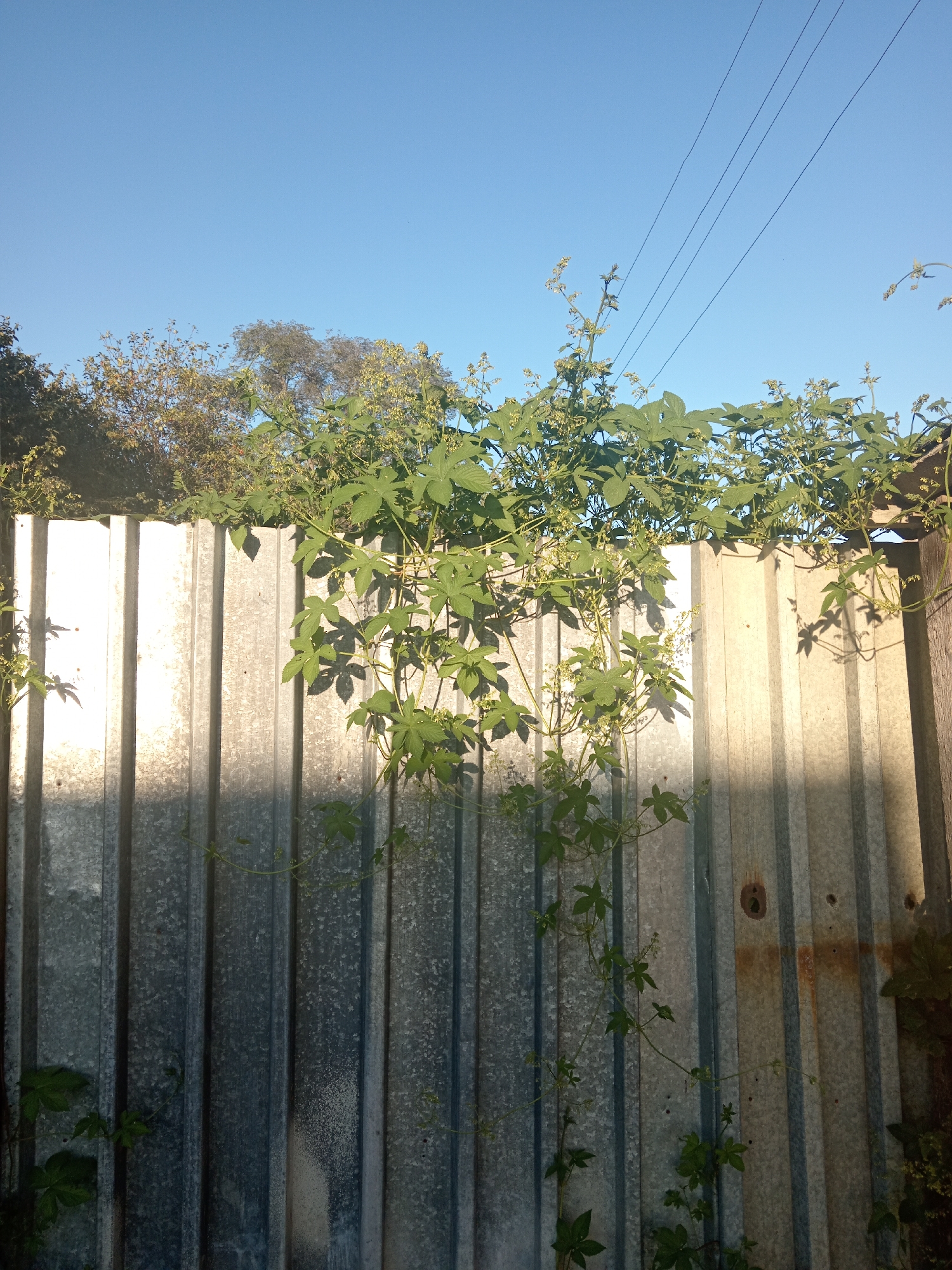 A low-angle, full shot captures a corrugated metal fence in Novopokrovka, Russia, partially obscured by lush green foliage and vines. The fence, weathered and showing signs of rust, runs horizontally across the frame. Sunlight casts strong shadows on the fence's vertical corrugations, creating a dynamic play of light and dark. Overhead, a clear blue sky is visible, with thin power lines stretching diagonally across the upper right quadrant. The greenery, which appears to be a climbing plant with broad, lobed leaves and small, pale flowers, drapes over the top of the fence and trails down its sides. In the background, blurred trees and foliage are discernible against the sky. The scene is quiet, with no people or animals present.