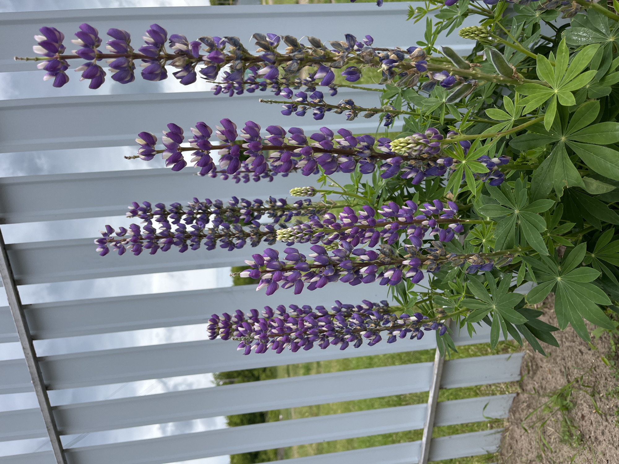 The scene, located in Novocheremshansk, Russia, captures a detailed view of several lupine plants. Dominating the lower and central portions of the frame are multiple stalks of lupine, primarily displaying vibrant purple and white blossoms arranged in dense spikes. Some stalks show evidence of post-flowering development, with green, fuzzy seed pods visible. The plants' foliage consists of distinct palmate green leaves. In the background, a light-grey, vertically slatted metal fence runs horizontally across the upper mid-section. Beyond the fence, a cloudy grey sky is visible, interspersed with patches of green grass and indistinct distant vegetation. The immediate ground level consists of reddish-brown soil with minimal dry vegetation. No individuals or active interactions are present in the static outdoor scene.