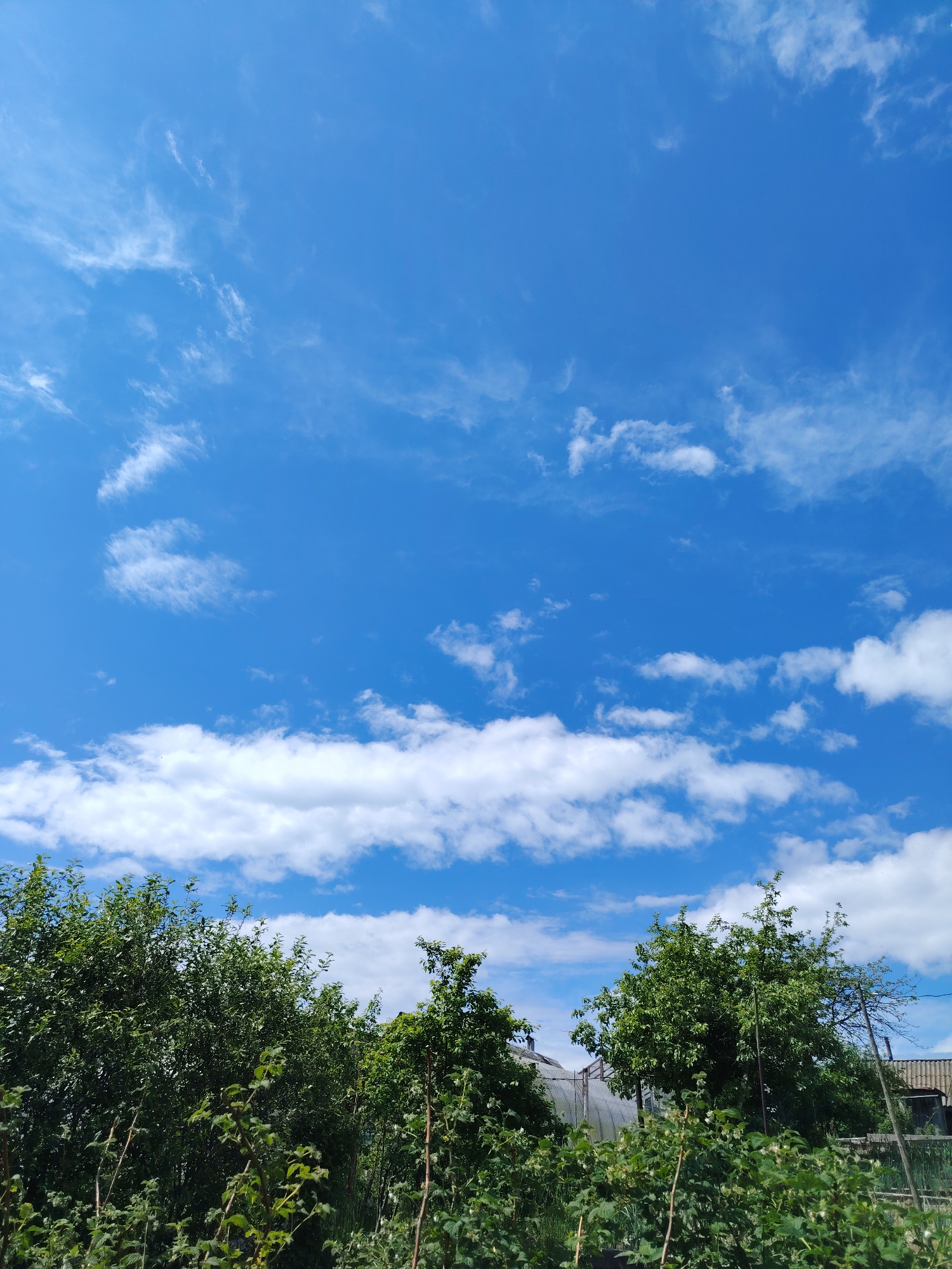 The image depicts a daytime scene, likely taken in a rural or suburban area of Chaikovsky, Russia. The sky is a brilliant blue, sparsely populated with scattered white clouds. A horizontal band of thicker cumulus clouds stretches across the mid-ground. The lower portion of the image shows a lush, green landscape with trees and foliage. The plants appear uncultivated, bordering on overgrown. A greenhouse structure is partially visible behind the vegetation. In the far background, a portion of a residential building can be seen. The overall impression is that of a garden or yard in a rural setting, captured on a sunny day.