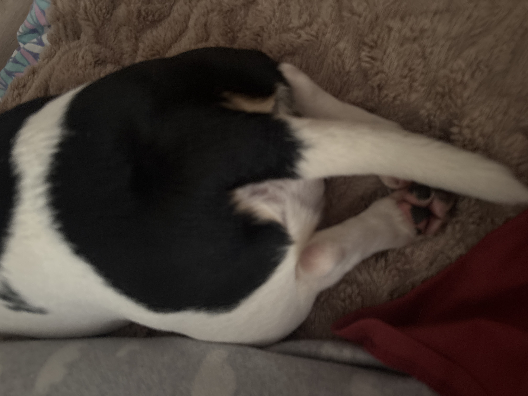 The image is a close-up, high-angle shot of the hindquarters and tail of a black and white dog lying down on a brown, fuzzy blanket. The dog's back is primarily black, with a white patch extending down its flank and onto its hind leg. The tail is white. One hind leg is visible, with its paw resting on the blanket. A small portion of a red cloth is visible in the lower left of the frame, and a light gray, textured surface is to the left of the dog. The scene is indoors, likely in a residential setting. There is no visible connection to the city of Sinyavino, Russia.