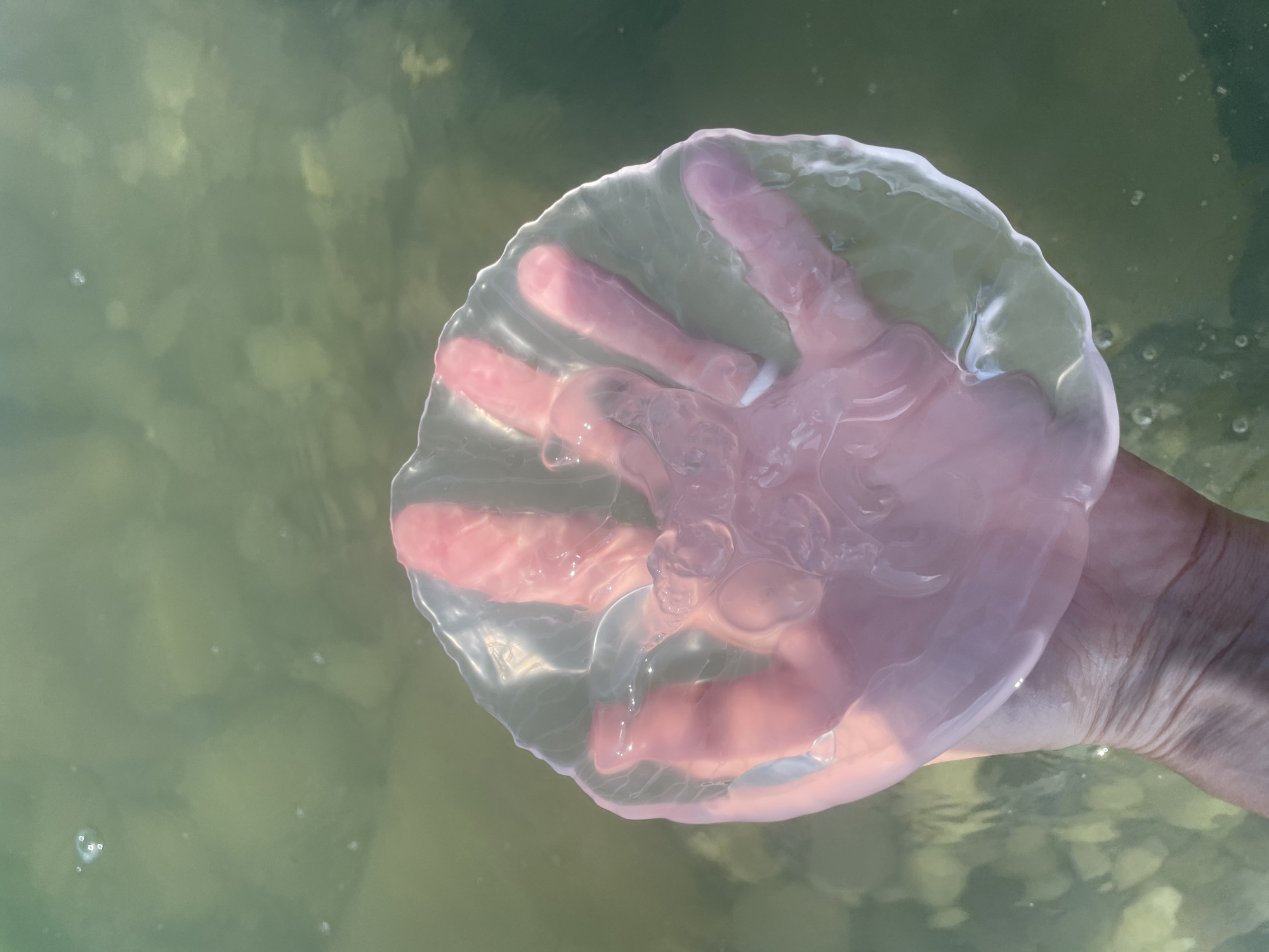 A person's hand, with fingers spread, is held up in shallow, greenish water. The hand is covered by a translucent, bell-shaped jellyfish, allowing the contours of the fingers to be seen through its body. The jellyfish's bell appears somewhat scalloped around the edge. The water contains pebbles and sunlight creates a rippled effect on the surface. The scene suggests a beach or shallow coastal area. The location is the city of Sochi, Russia.