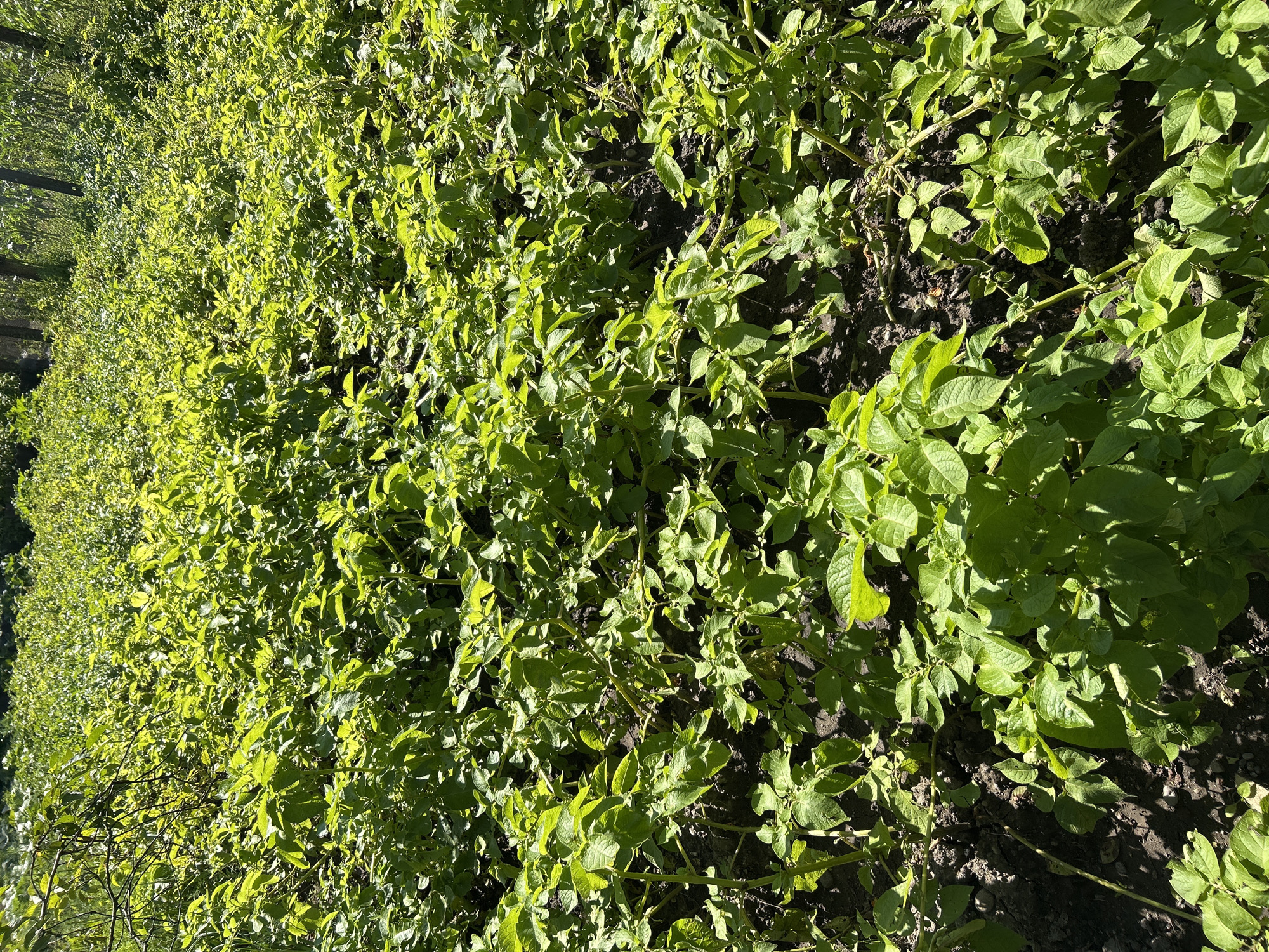 The image depicts a field of healthy, vibrant green potato plants under bright sunlight. The plants are bushy and well-developed, with lush foliage covering the dark soil. The rows of potato plants stretch into the distance, creating a dense green carpet. The scene appears to be a cultivated agricultural area, likely a farm or garden. The presence of sunlight suggests it is daytime. The background shows hints of trees and possibly other vegetation, contributing to a natural, rural environment. The image does not contain any people or animals. The location is specified as Labinsk, Russia.