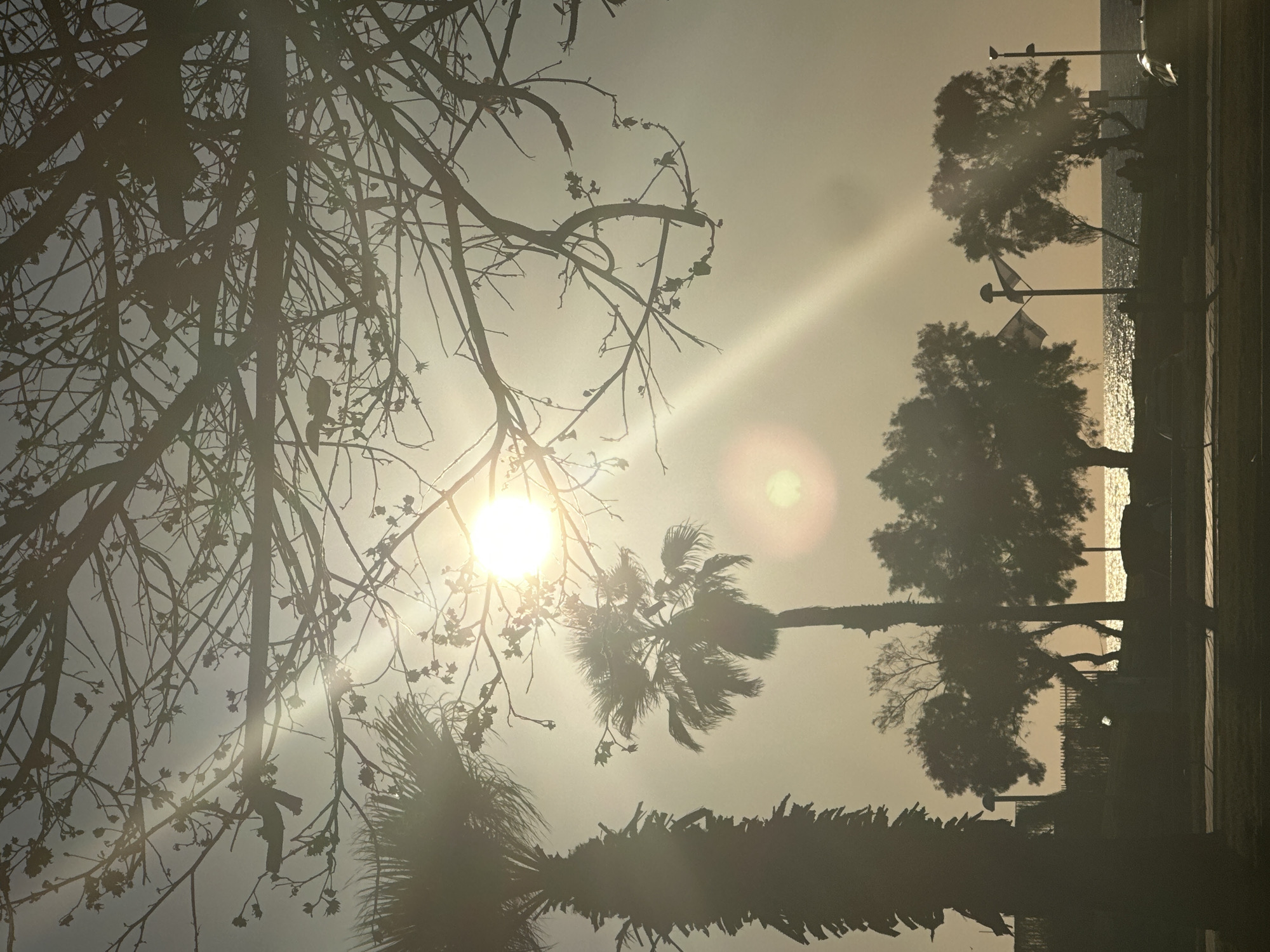 The image, if rotated correctly to landscape orientation, captures a serene coastal scene bathed in the warm glow of a low-lying sun. Dominating the left foreground is a dense, intricate network of silhouetted bare tree branches, some with small buds or nascent leaves. The bright sun, positioned in the upper left quadrant, casts a prominent sunburst and lens flare, creating strong backlighting.
In the midground, several palm trees and other broadleaf trees stand in dark silhouette against the luminous sky. Further to the right, the sparkling surface of the sea stretches towards the horizon, reflecting the bright light. Along the shoreline, faint outlines suggest lampposts or poles, and possibly a promenade or railing.
The strong backlighting and the warm, hazy, golden-orange hue of the sky indicate either sunrise or sunset. A secondary, fainter circular light flare is also visible in the upper right. The absence of clearly discernible people emphasizes the tranquility of the scene. The presence of palm trees and the sea aligns with the location context of Tel-Aviv, Israel. There is no visible text in the image.