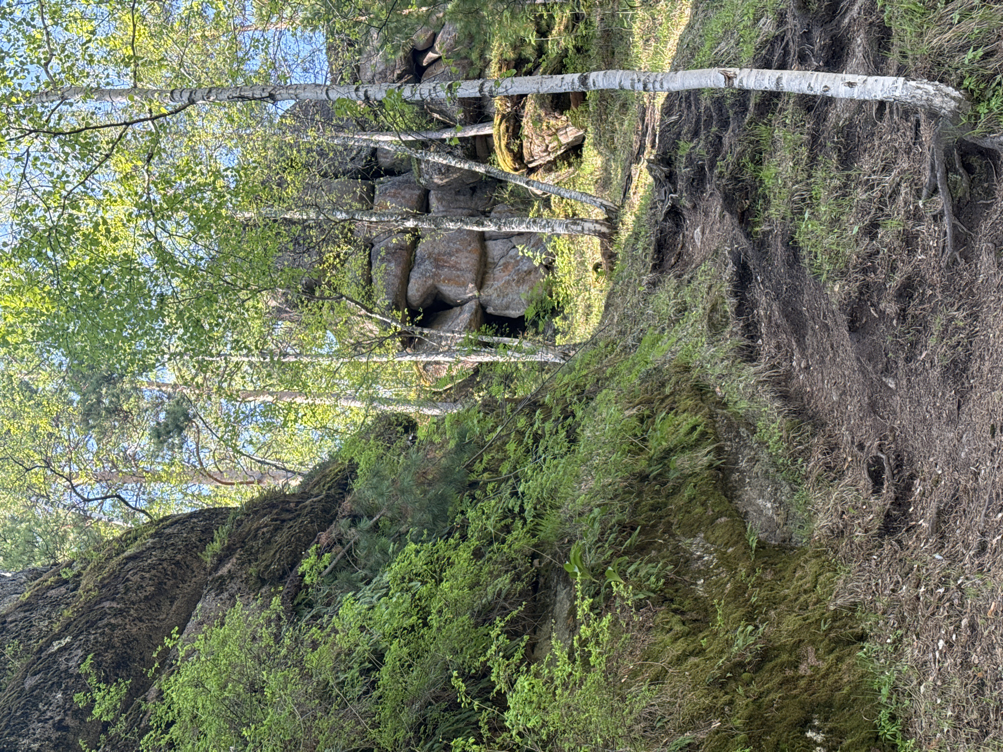 The image depicts a rocky landscape in Krasnoyarsk, Russia, dominated by a rock formation. There are several birch trees growing around and on the rocks. The vegetation includes a mix of moss and green plants. The terrain on one side has a steep, eroded slope.