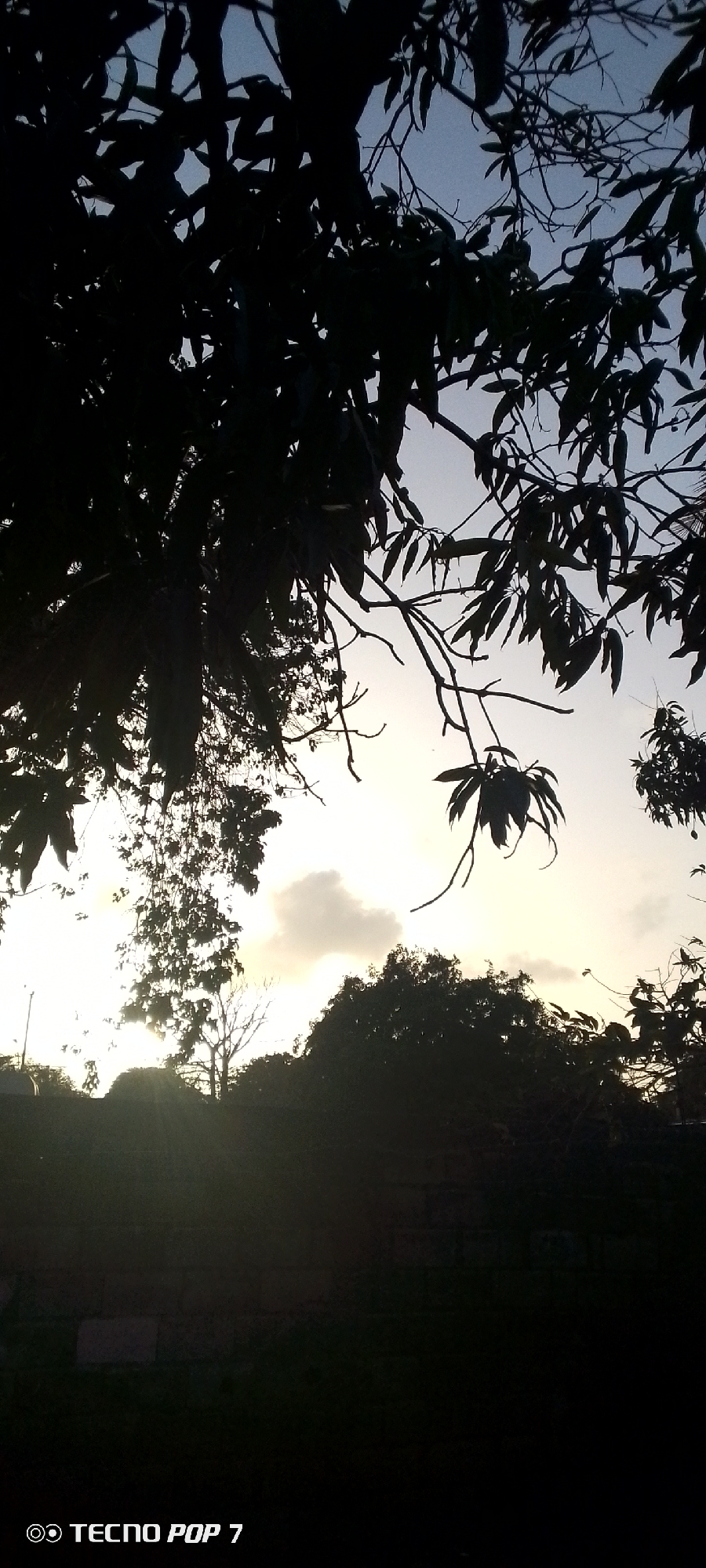 This media file presents an outdoor silhouette scene, likely captured during either sunrise or sunset in Altagracia, Venezuela. The dominant subject is a large, leafy tree in the immediate foreground, its branches and foliage forming intricate dark patterns against a brightly illuminated sky.
The sky is a prominent feature, showcasing a clear gradient from a brilliant, almost white-yellow glow near the horizon to a soft, dark blue-grey in the upper portions. The sun's strong light is visible peeking through the dense leaves on the left side of the frame, casting long rays and creating a dramatic high-contrast effect. A single, small white cloud is distinctly visible in the bright section of the sky, adding texture.
In the midground and background, additional trees and dense vegetation are also rendered in deep shadow, contributing to the layered silhouette effect. Faint outlines of low-lying structures, possibly a wall or building, can be discerned near the bottom edge of the illuminated area. No people or specific activities are depicted, rendering the scene quiet and natural. The overall atmosphere conveys tranquility and the serene beauty of the natural world at the transition between day and night. The weather appears clear with minimal cloud cover.
A digital watermark "TECNO POP 7" is visible in the bottom left corner of the image, indicating the device used to capture the photograph.