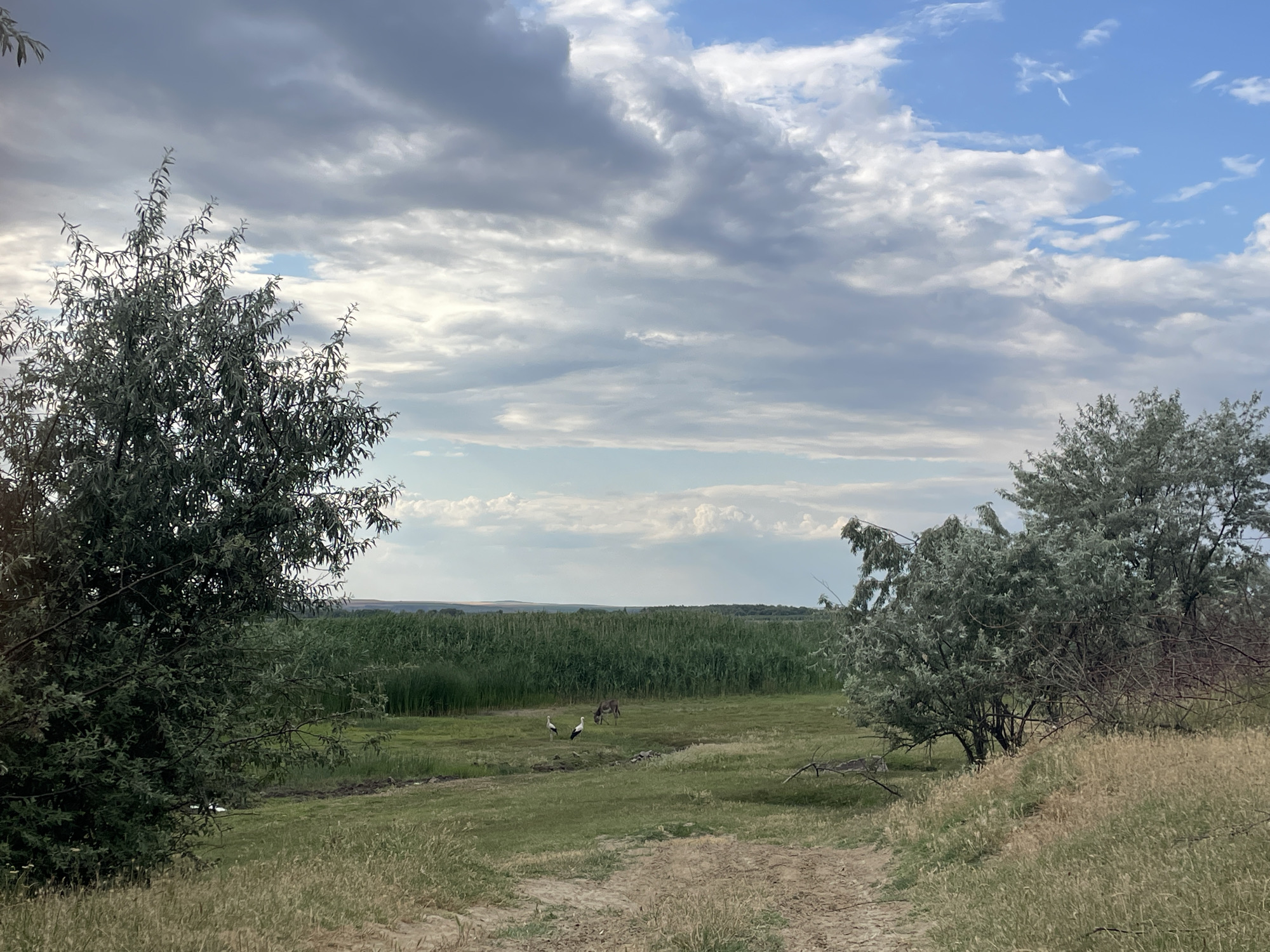 The image depicts a rural landscape under a cloudy sky. In the foreground, a dirt path winds through dry, grassy terrain. To the left, a large tree with silvery-green foliage dominates the frame. To the right, another tree of similar appearance, but with more visible branches, stands on a higher, dry embankment.
In the middle ground, a lush green field stretches out, bordered by a dense growth of reeds or tall grass. Within this field, two white birds, likely storks, stand near each other. Further into the field, a donkey grazes. The background consists of a distant, hazy horizon line, suggesting hills or mountains. The overall impression is one of a tranquil, natural setting.
The location is identified as the city of Manta, Moldova, though specific landmarks or urban elements are not present to confirm or elaborate on this detail. The image is a photographic capture of this natural scene.