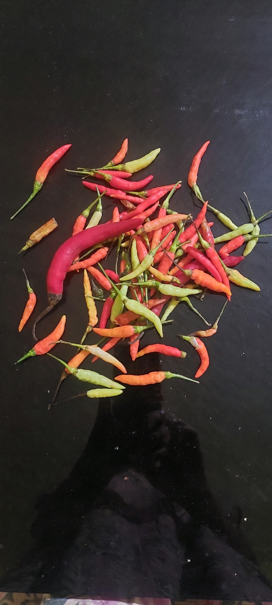 A pile of assorted small chili peppers, varying in color from red to orange and green, are scattered across a dark, reflective surface, possibly a table. The peppers are of different sizes and shapes, some appearing fresh, while others look slightly dried. One larger, bright red chili pepper is prominently positioned in the center of the pile. The surface is slightly dusty and shows reflections of what might be a person or object above. The background is dark and out of focus, with a hint of patterned fabric at the very bottom of the image. The setting suggests a domestic environment in Lumajang, Indonesia, likely a kitchen or dining area where the chilies have been prepared or are being stored.