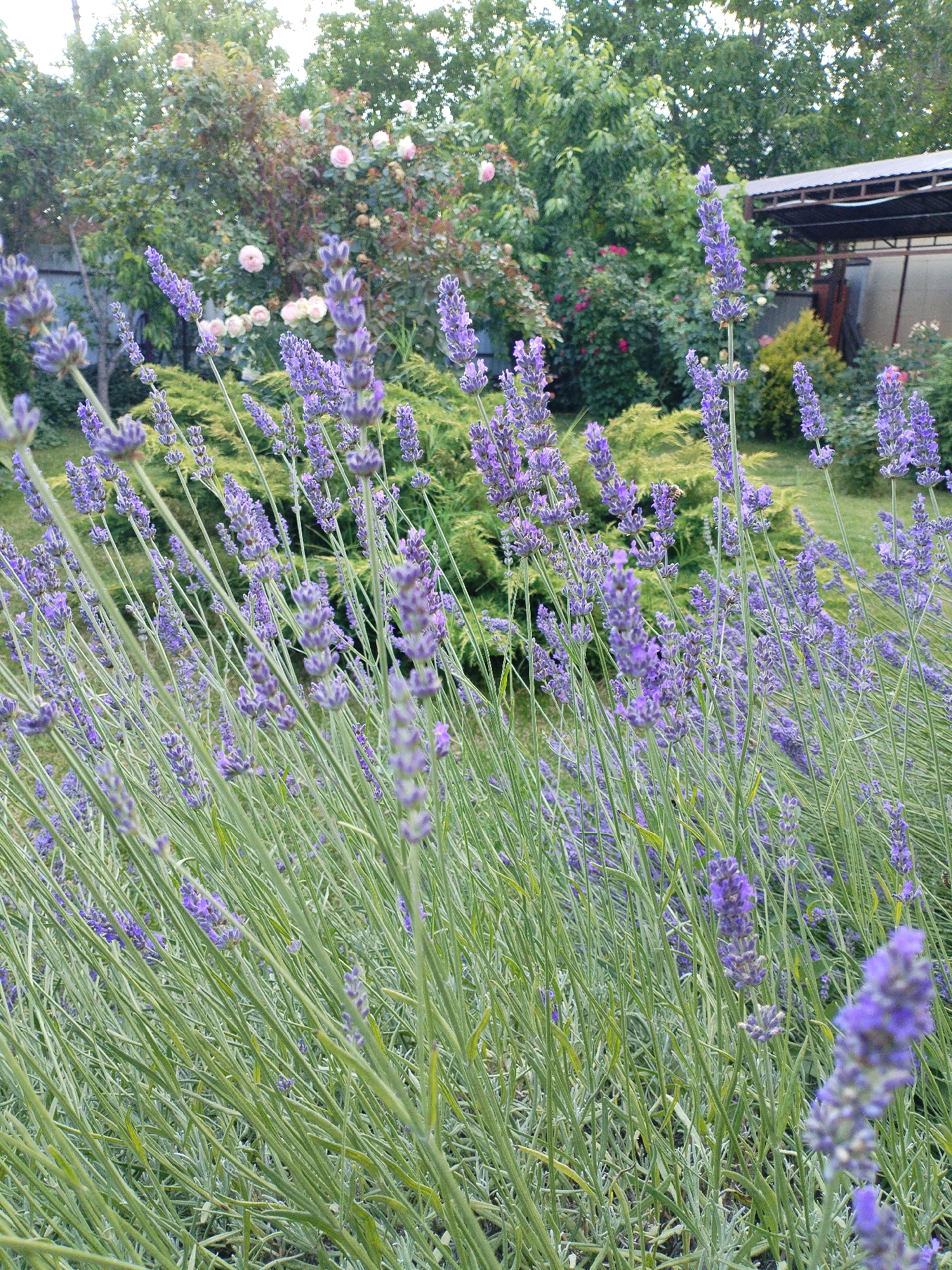 The image shows a close-up view of a field of lavender in bloom. The lavender plants are dense, with many individual stalks topped with purple flowers. The stems are a light green, and the overall impression is one of lush greenery and vibrant color. In the background, out-of-focus trees and bushes are visible, suggesting a garden or natural setting. Hints of pink and white flowers can be seen among the green foliage in the middle ground. A building with a corrugated metal roof is partially visible in the upper right portion of the image, behind the greenery. The lighting suggests it is daytime, possibly late afternoon, with soft, diffused light. There is no visible text in the image. The scene evokes a sense of peace and natural beauty, typical of a summer garden. The location context is Vinogradny, Russia.