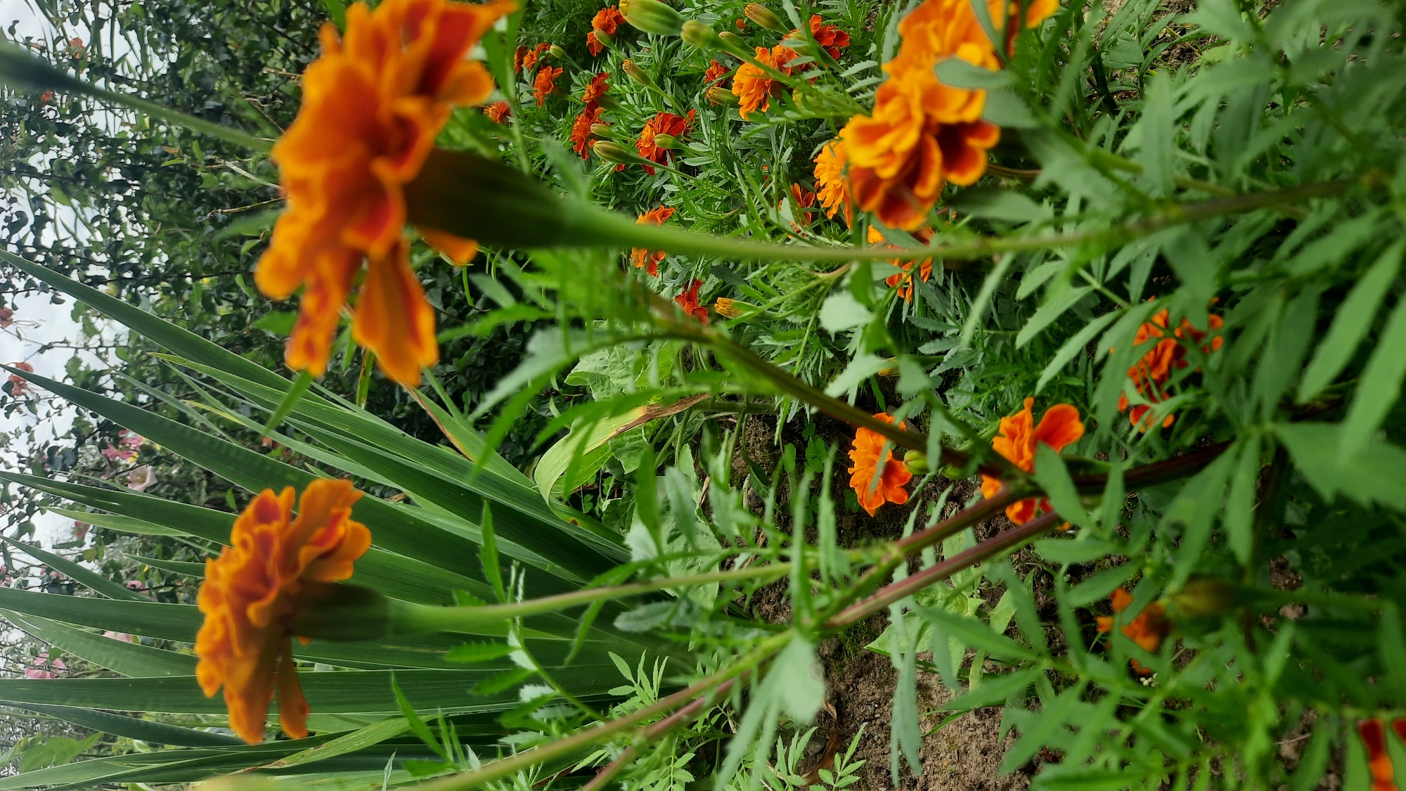The image depicts a close-up view of marigold flowers in a garden setting. The foreground is dominated by vibrant orange marigolds with ruffled petals and green, feathery foliage. Some flowers are in full bloom, while others are still buds. In the background, tall, sword-like green leaves suggest the presence of iris or a similar plant. The overall impression is one of lush greenery and colorful blooms. The scene is consistent with a residential garden or park area. There are no people or animals visible in the image, and no specific actions are taking place. The image is taken from a low angle, looking upwards into the foliage. The location is confirmed to be in the city of Shklov, Belarus.