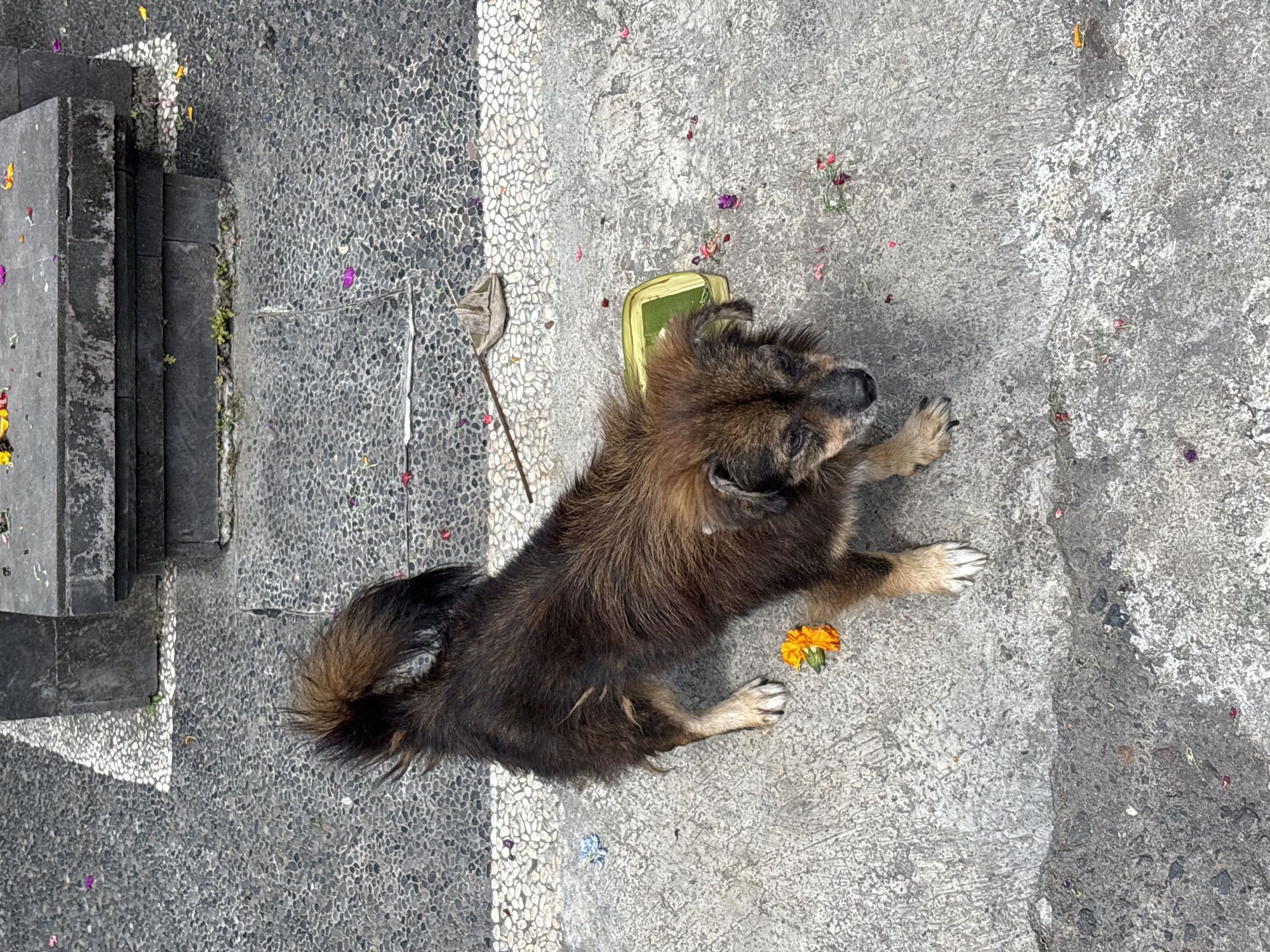 An overhead shot captures a medium-sized dog in what appears to be a crouched or resting position on a textured outdoor surface in Kuta Selatan, Indonesia. The dog, with shaggy, multi-toned fur primarily dark brown and tan, is positioned centrally, looking towards the right side of the frame. Its front paws are extended forward, and its bushy tail is curled slightly.
Immediately behind the dog's head, a bright green plastic bowl is visible. The ground around the dog is scattered with small, vibrant flowers in shades of orange, red, purple, and yellow, with a prominent orange marigold-like blossom lying near its right front paw. These flowers suggest traditional offerings, common in Balinese culture.
The ground itself is composed of varying textures. To the left, a dark grey, pebble-dash pavement section is bordered by a distinct white stripe. This transitions to a lighter, smoother grey concrete on the right, which shows some rougher patches and cracks. In the top left corner of the frame, dark grey stone steps or a raised platform are partially visible, also adorned with scattered petals. A small, dried leaf or plant part on a stick is present on the darker pavement section near the dog.
The scene is brightly lit by daylight, indicating clear weather. No people are visible, and there is no discernible text in the image. The dog appears calm and observant within its environment.
